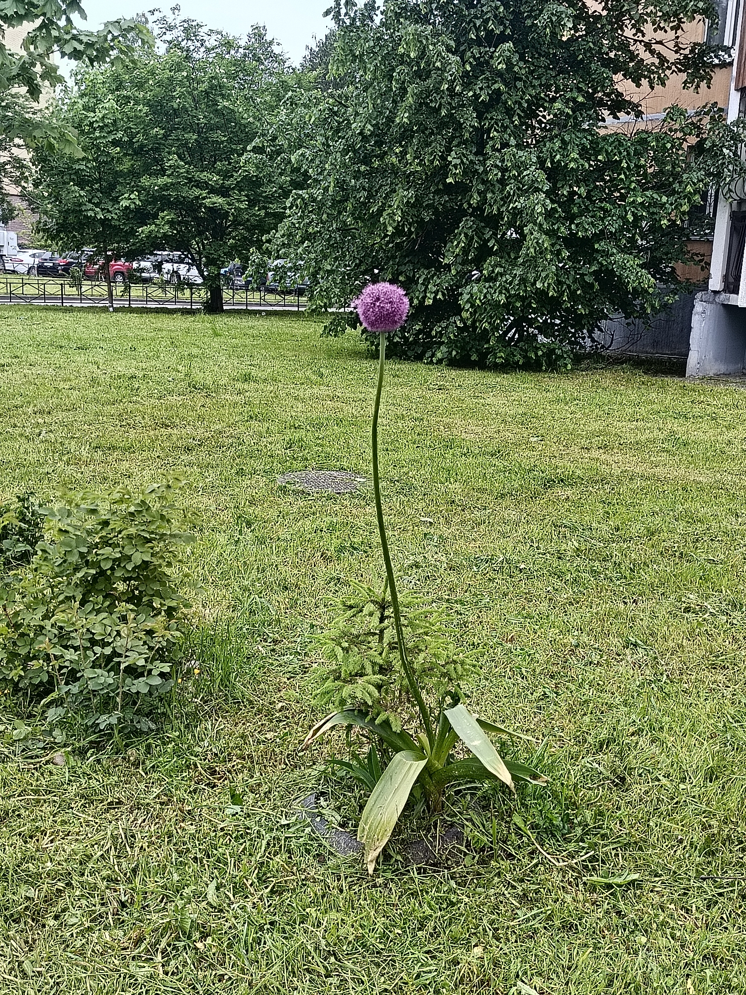 The image depicts a well-maintained grassy area, likely a lawn or park in Saint Petersburg, Russia, judging by the architectural style of the buildings in the background. A single allium flower with a spherical purple head stands prominently in the foreground, growing amongst other greenery. A small coniferous shrub is nestled near the base of the allium. In the background, a variety of trees and shrubbery provide a lush backdrop, partially obscuring buildings and parked cars beyond a metal fence. The weather appears overcast, with soft lighting. No people are visible.