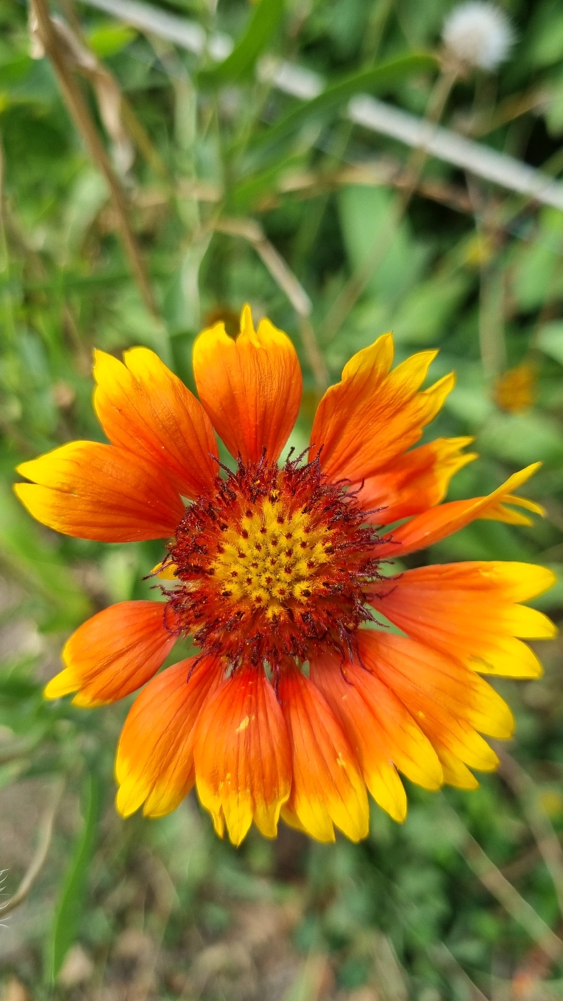 A close-up, top-down view of an orange and yellow flower with a dark, spiky center. The flower is in focus, with its petals spread open and radiating outwards. The background consists of blurred green foliage and some light-colored dry grass or weeds, suggesting an outdoor natural setting. The image is shot vertically. No people, structures, or any specific city landmarks are visible. Given the lack of context, it is impossible to determine its location within Smila, Ukraine.