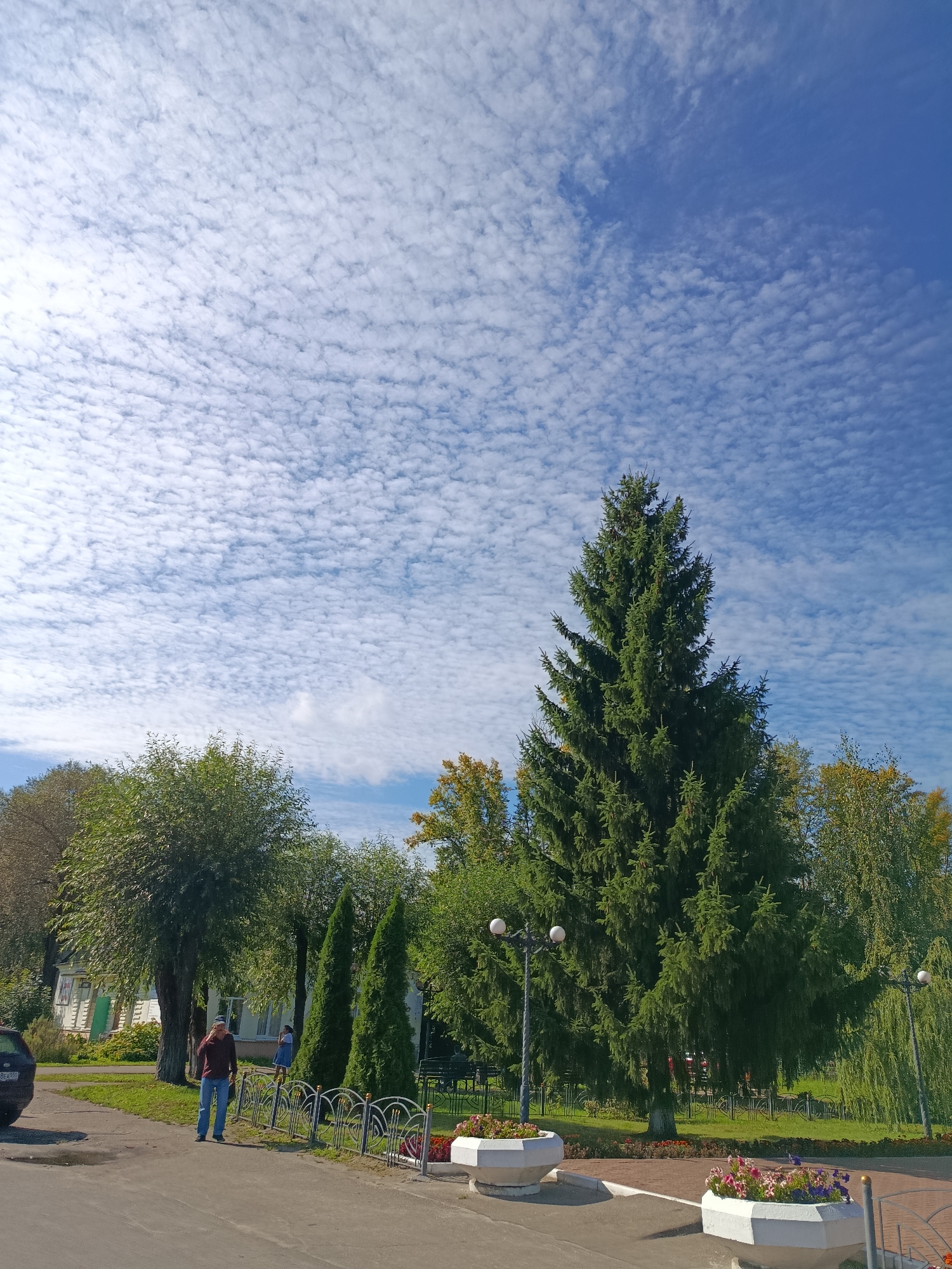 A full shot, taken outdoors on a sunny day, shows a park-like area in the city of Vereya, Russia, with a prominent evergreen tree in the foreground. The sky is filled with scattered, wispy white clouds against a vibrant blue backdrop. The evergreen tree is tall and dense, with its branches reaching upwards and outwards. To the left of the evergreen, there are other trees with green foliage, some with hints of autumn colors. In the middle ground, a man wearing a maroon shirt and blue jeans walks on a paved path, looking downwards. Behind him, a short decorative metal fence encloses a grassy area with two tall, slender evergreen trees. Further back, a light-colored building with white siding and green trim is visible, partially obscured by trees. On the right side of the image, a weeping willow tree with green leaves droops gracefully, and two lampposts with spherical globes stand at intervals along the path. In the foreground, two hexagonal white planters contain colorful flowers, including pink, purple, and red varieties, and a small portion of a black car is visible on the left edge of the frame.