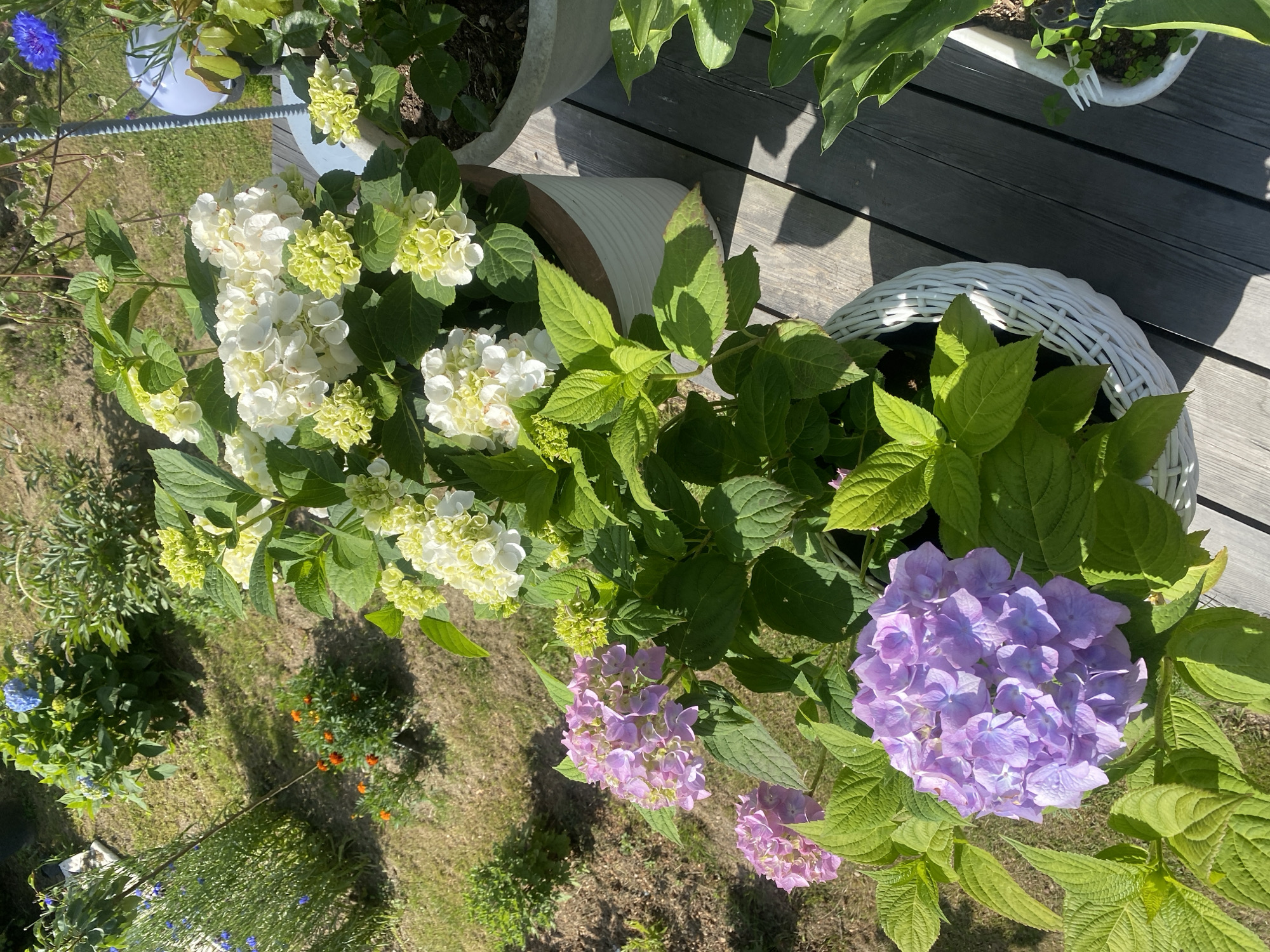 The image shows a garden with several potted hydrangea plants. One large pot in the foreground contains a vibrant purple hydrangea bloom with lush green leaves. To the left, another pot has a cluster of smaller pink hydrangea blooms. Behind these, a pot holds white and pale green hydrangea flowers. In the background, more greenery and some blue flowers are visible, along with a garden path and grass. The scene is illuminated by sunlight, casting shadows on the wooden deck where the pots are placed. The image does not depict any people or specific landmarks of Tret’ya Pad’, Russia.