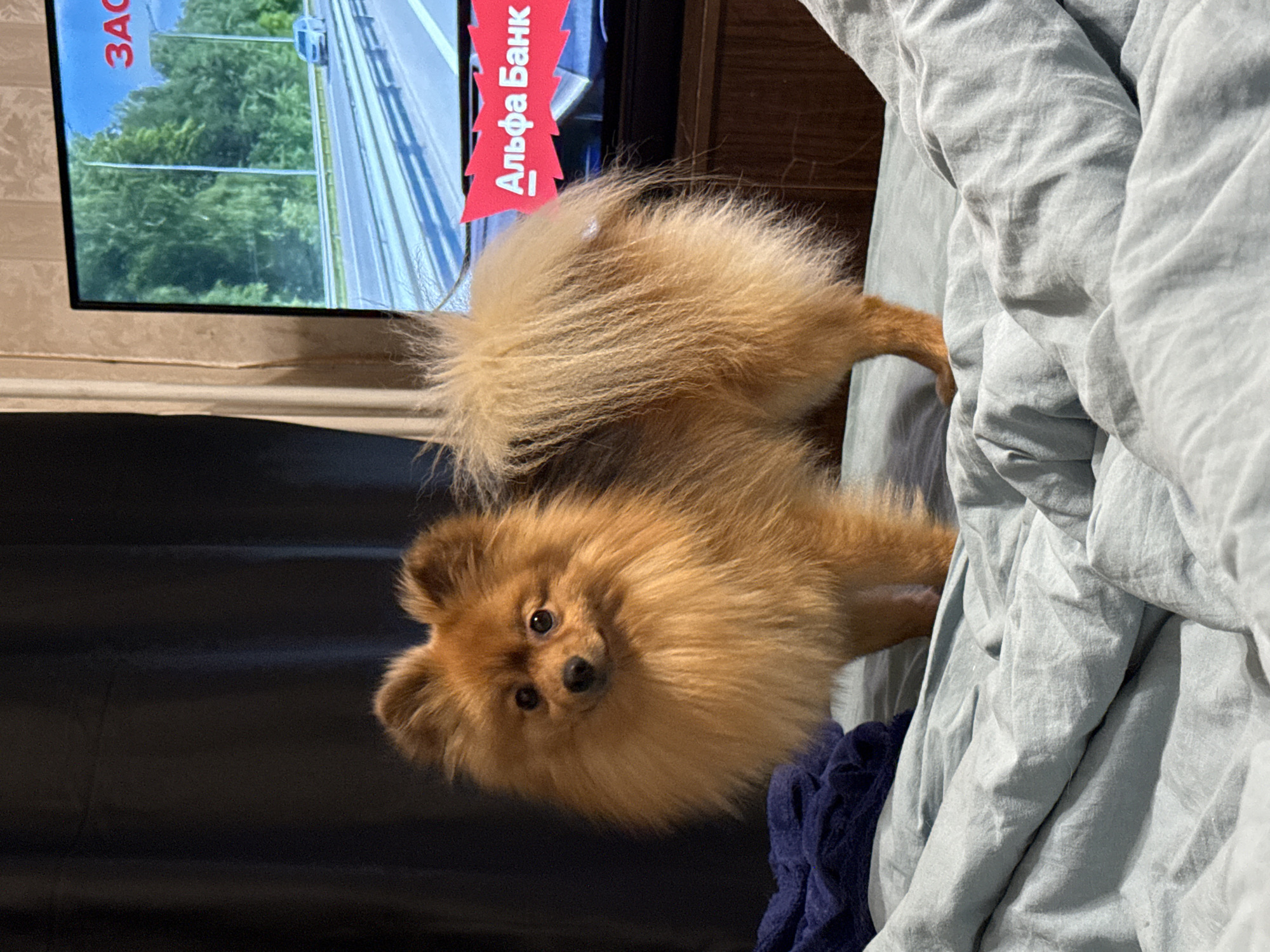 An orange Pomeranian dog stands on a light blue-gray crumpled bedspread. The dog is facing the camera, with its head turned slightly to the left. The dog has fluffy fur, erect ears, and dark eyes. To the left of the dog, on the bed, is a dark blue folded towel or blanket. In the background, a television screen displays a road with trees and a car. Text overlays on the TV screen read "ЗА..." and "Альфа Банк" in red letters. The overall environment appears to be an indoor setting, likely a bedroom, with a dark curtain visible behind the dog. The image is a medium shot.