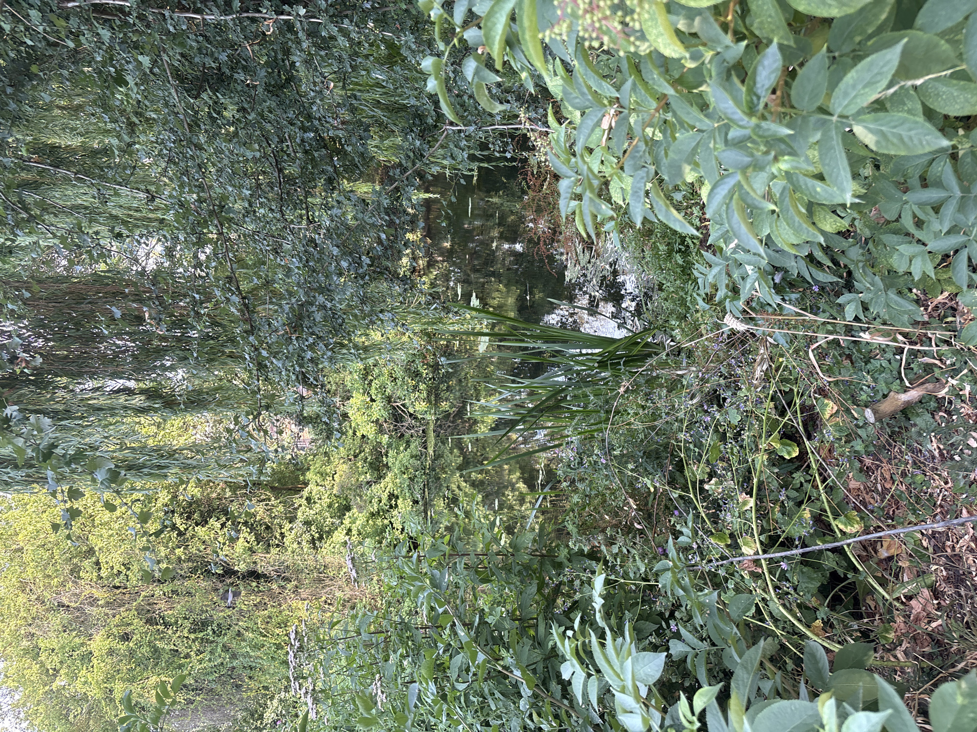 The image depicts a tranquil natural scene, likely a pond or slow-moving body of water, heavily surrounded by dense, overgrown vegetation. Dominant flora includes tall, reedy plants growing from the water's edge and a variety of leafy bushes and trees framing the pond. Weeping willow branches hang low over the water, creating a shaded canopy. The water's surface is partially obscured by lily pads and reflections of the surrounding greenery. The ground is covered with fallen leaves and twigs, suggesting an uncultivated or wild area. The overall impression is one of a secluded, somewhat wild garden or parkland. There are no people, animals, or man-made structures clearly visible in this image, which appears to be a detail of a larger, overgrown green space within Chelmsford, United Kingdom.