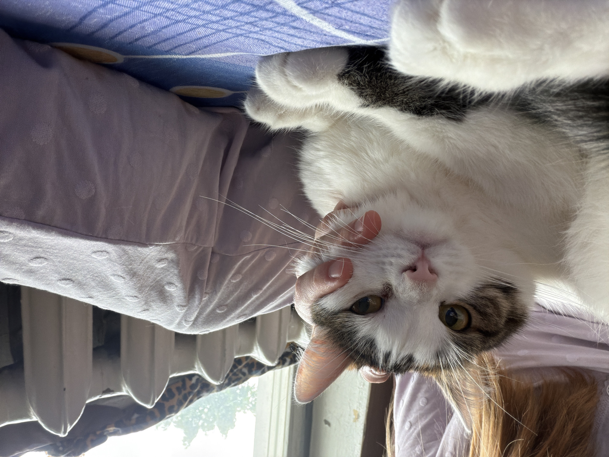 A domestic cat with white and brown fur is lying on a patterned blue surface, likely a bed, in a room in Колычёво, Russia. A person's hand is gently stroking the cat's cheek. The background shows a radiator and a window with trees visible outside, suggesting an indoor domestic setting. The overall lighting indicates it is daytime, possibly late afternoon.