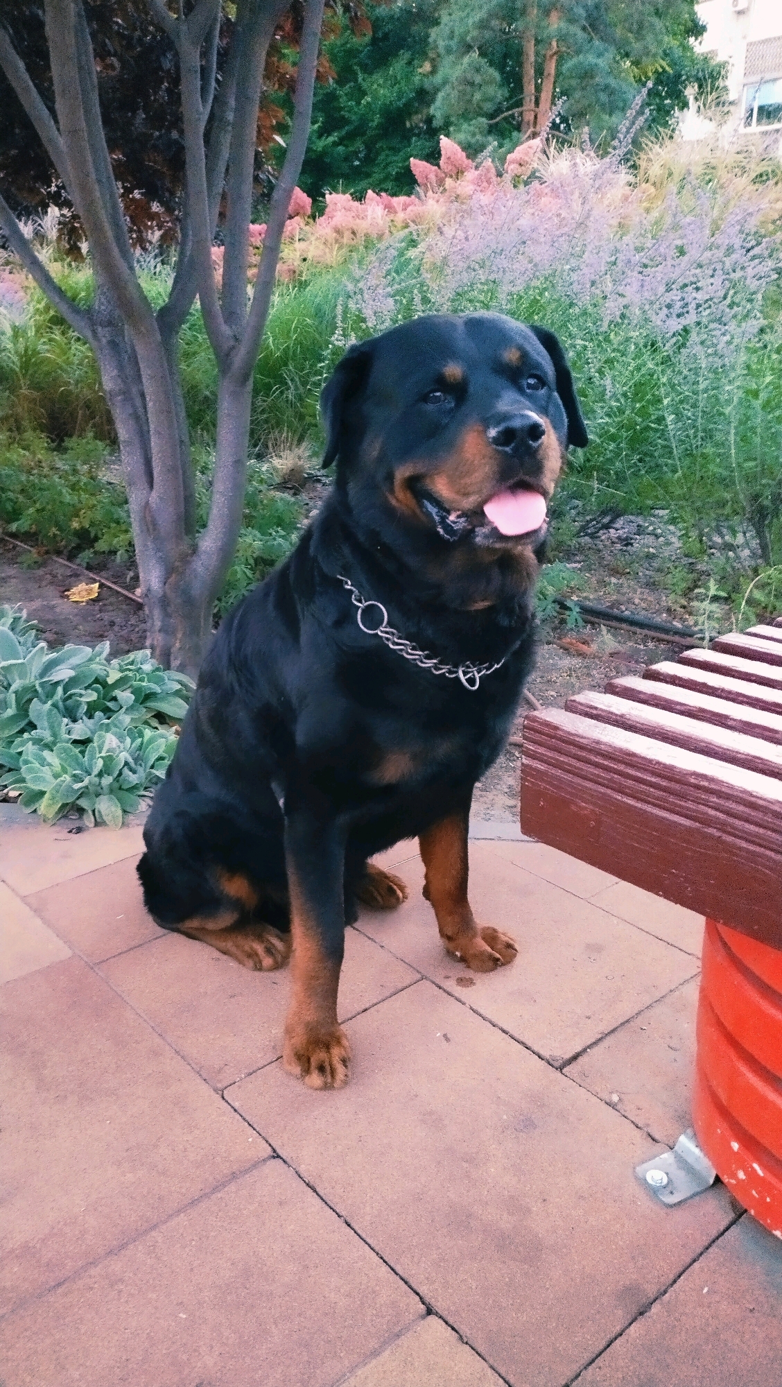 A black and tan Rottweiler sits on a patio in Horishni Plavni, Ukraine, next to a bench. The dog is wearing a silver chain collar and has its tongue sticking out. In the background, there is lush green foliage, with hints of pink and purple flowers. A tree trunk is visible to the left of the dog. The patio is paved with tan square tiles. A red bench, with its back facing the camera, is positioned to the right of the dog.