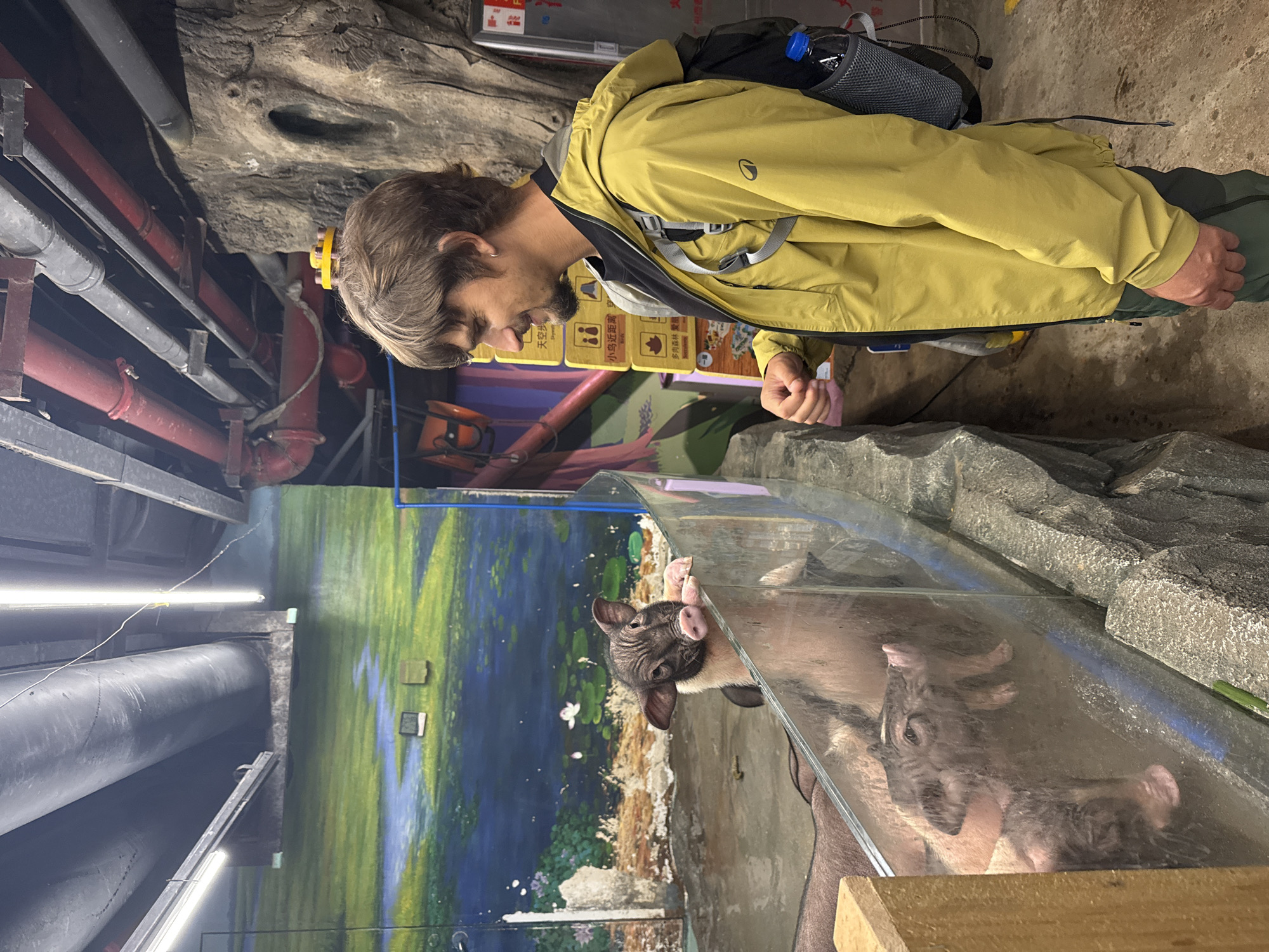 A man in a yellow jacket and backpack looks into a glass enclosure containing multiple piglets. The location is Tianhe District, China.