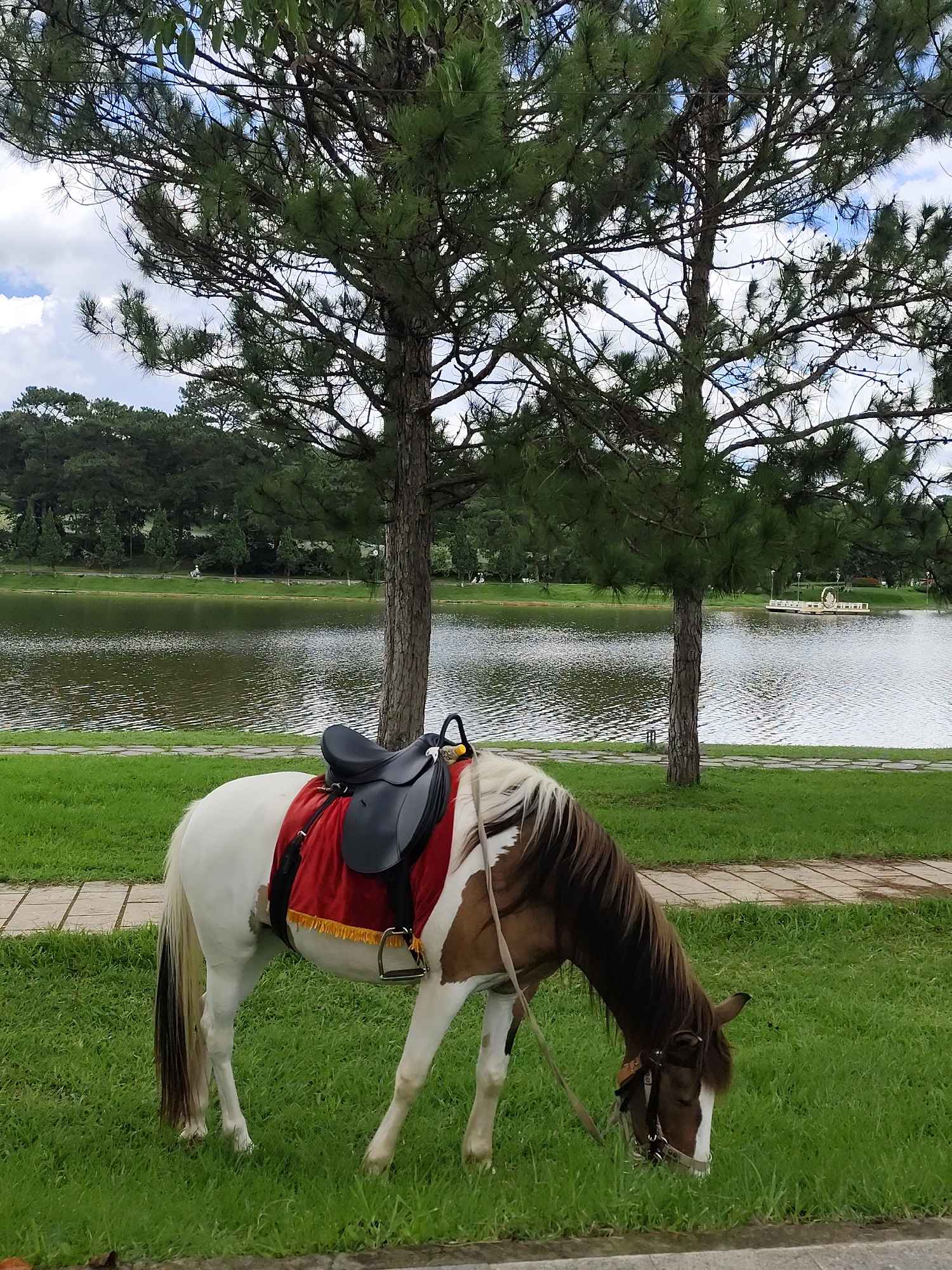 A pinto pony with a saddle and a red blanket is grazing on lush green grass by a lake in Da Lat, Vietnam. The pony has white and brown markings, a dark mane and tail, and is wearing a bridle. The lake is calm, with ripples on its surface, and the shoreline is lined with trees. In the background, a line of pine trees and other foliage forms a dense forest. A small, white floating structure with lights is visible on the water in the distance. Two tall pine trees stand in the foreground, their branches extending towards a cloudy sky. A paved walkway runs along the edge of the grass. The overall scene is serene and picturesque, suggesting a peaceful park or recreational area.