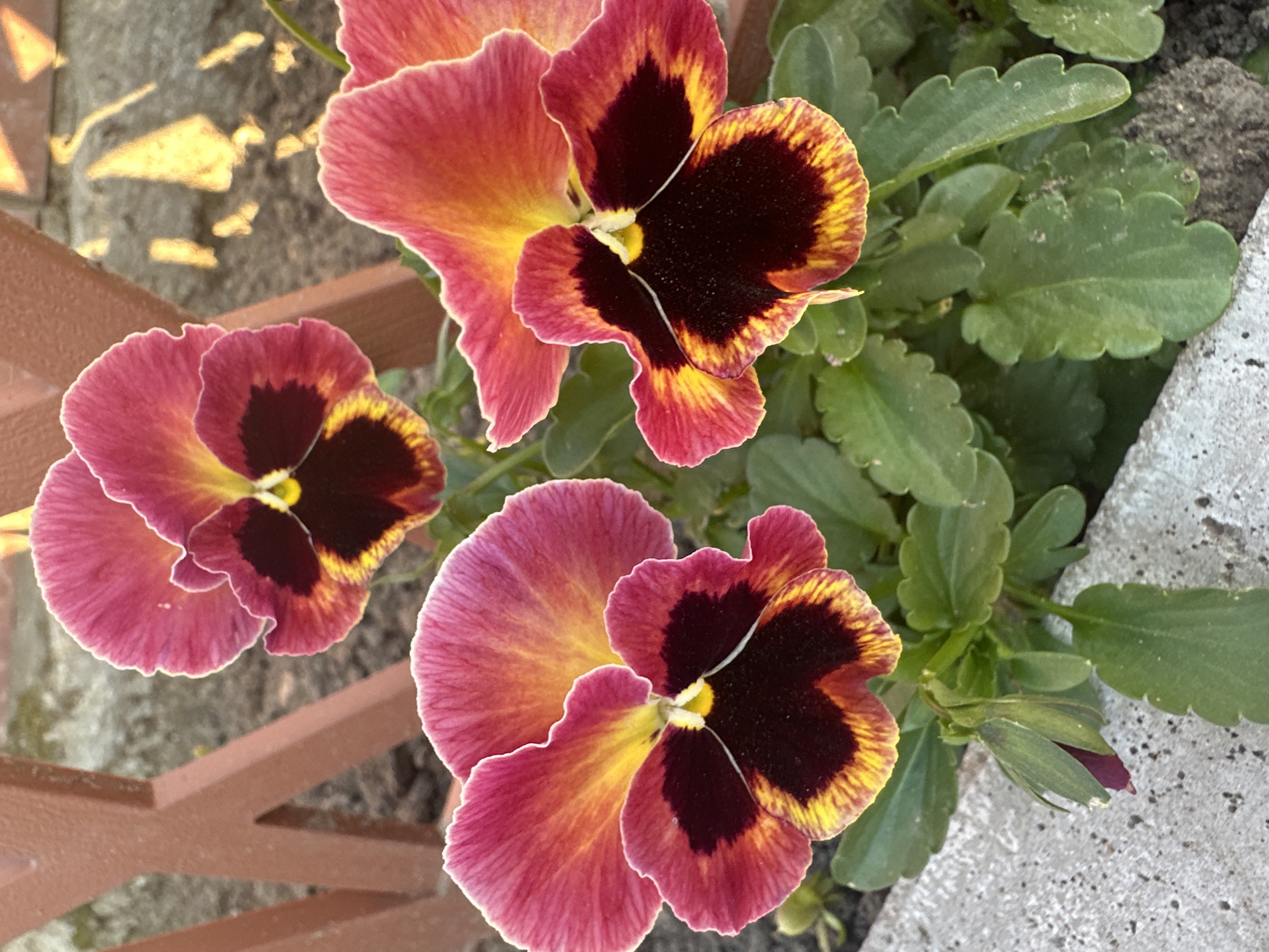 The image shows a close-up of three blooming pansies with dark maroon centers fading into yellow and then pinkish-red petals. A single pansy bud, partially closed and showing deep pink, is visible in the lower left corner. The flowers are in a garden setting, with green leaves surrounding them. In the background, there is a reddish-brown decorative fence and a stone or concrete border. The scene is outdoors, possibly in a backyard or park, with the lighting suggesting it might be daytime. The image is focused on the flowers, with the background slightly blurred. There are no people visible in the image. The location is specified as Воронежское-2, Russia.
