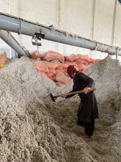 In an industrial setting in Shurandam, Afghanistan, a man is standing barefoot in a large mound of white fibrous material. He is wearing a dark, loose-fitting garment and a red head covering. He uses a wooden-handled tool with a dark head to manipulate the material. Above him, a gray pipe runs along the wall, and several large, orange bags are stacked behind the white material. The setting appears to be a factory or warehouse.
