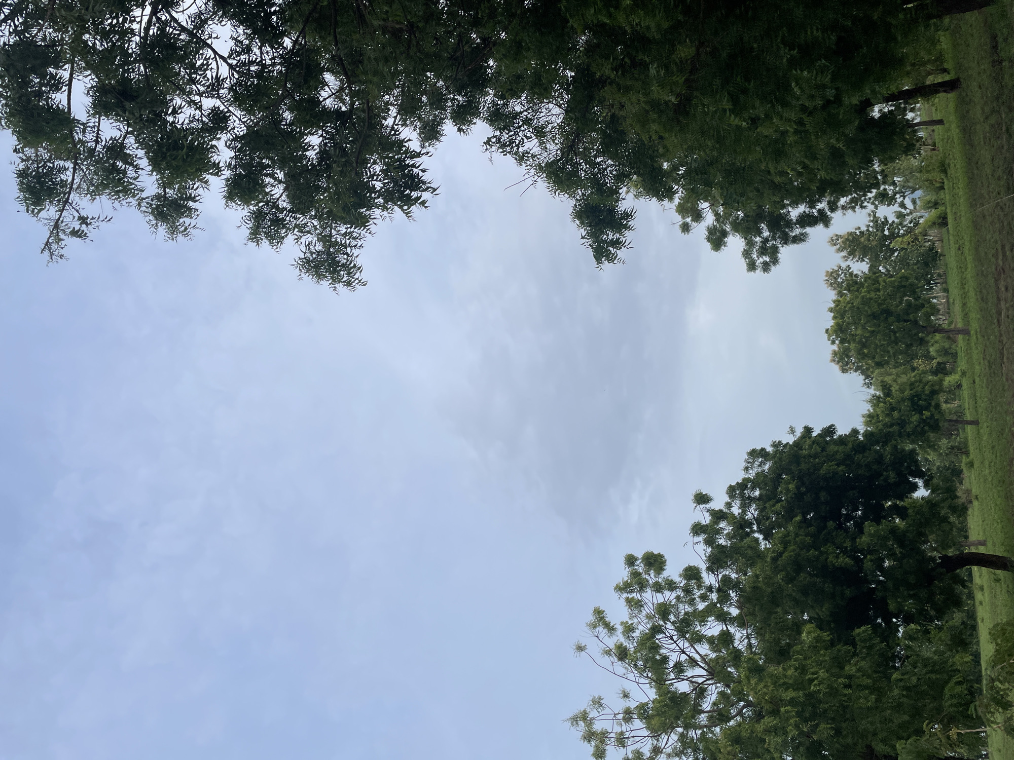 A wide shot captures a slightly overcast sky above a gentle, grassy slope dotted with trees. The sky is a pale blue, transitioning to a muted gray with scattered, wispy clouds. The foreground is dominated by the rich green of the grass and the dense foliage of various trees.
On the left side of the frame, the upper branches of a leafy tree extend into the sky, its leaves a vibrant green. In the center and right, more trees with darker green leaves are visible, some appearing as larger, mature specimens with prominent trunks, while others are smaller and more spread out, forming a more distant line. The ground slopes upwards from the bottom of the frame, with the grass appearing somewhat uneven.
The scene appears natural and somewhat unkempt, suggesting a rural or park-like setting. No people or animals are visible in the image. The overall impression is one of natural landscape under a soft, diffused light. This scene is located in the town of Jauro Yinu, Nigeria.