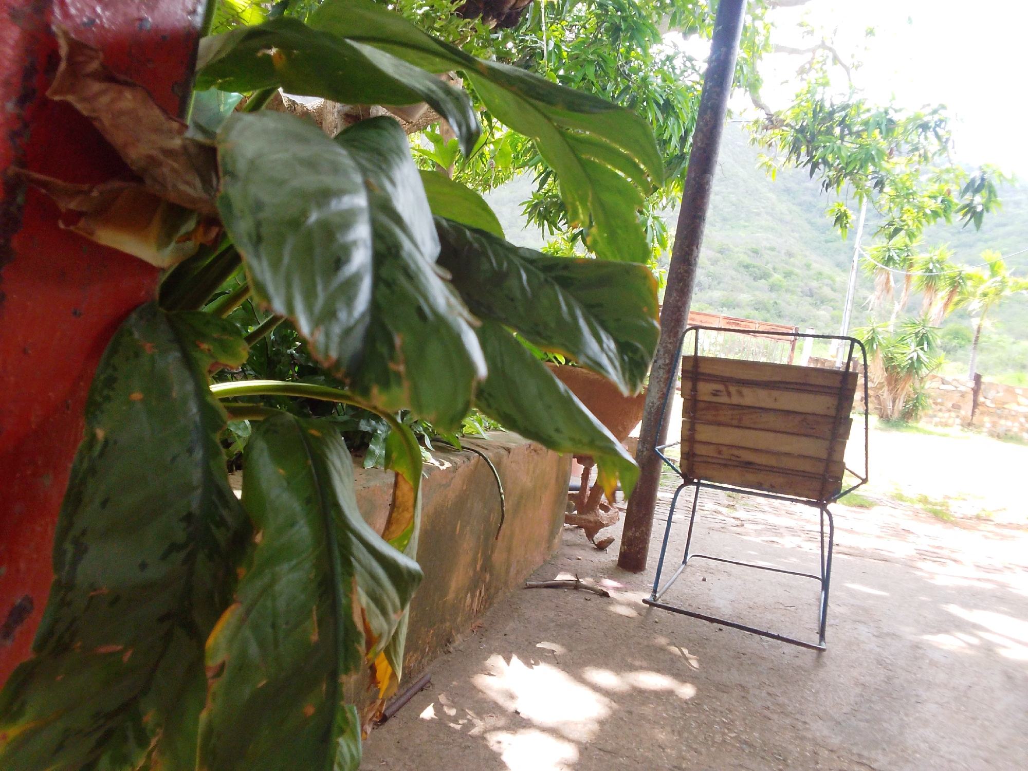 This image depicts an outdoor scene in a tropical or subtropical environment, likely Guayacán, Venezuela. The foreground is dominated by large, glossy green leaves of a tropical plant, some of which show signs of browning at the edges. To the left, a portion of a weathered red structure is visible. Behind the plant, a low, textured, beige-colored wall runs horizontally.
To the right of the wall and plant, a rustic wooden chair with a blue metal frame stands on a concrete ground. The chair has a slatted wooden seat. Sunlight filters through the foliage overhead, casting dappled shadows on the ground, suggesting it is daytime, possibly mid-morning or afternoon.
In the background, a steep, verdant hillside covered in vegetation rises. Scattered trees, including what appear to be palm trees, are visible. The sky is bright and appears to be clear, indicating fair weather. A thin, rough-barked tree trunk is present in the middle ground, supporting some of the overhead branches. The overall impression is one of a peaceful, somewhat overgrown outdoor area, perhaps a garden or patio space attached to a dwelling, with a natural landscape as the backdrop. No people or text are visible in the image.