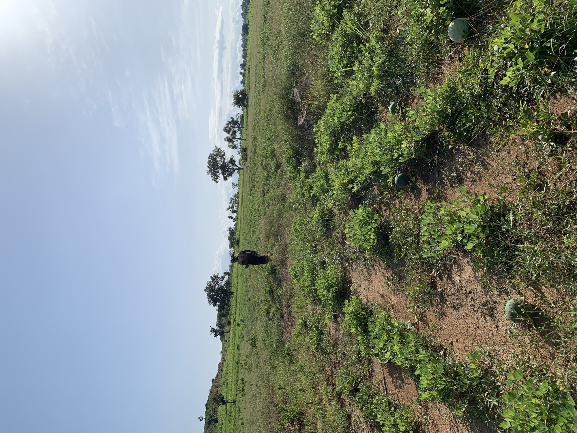 This media file depicts an outdoor scene in Akwanga, Nigeria. The image is oriented vertically, with the sky occupying the left portion and the ground the right. The sky is a clear, pale blue with some wispy white clouds. The sun appears to be high in the sky, suggesting it is daytime, likely late morning or early afternoon.
The ground is a verdant landscape characterized by a mix of green grass and foliage. In the foreground and mid-ground, there are patches of cultivated plants with lush green leaves, interspersed with drier, brown soil. Several round, green objects, which appear to be watermelons, are scattered among the plants.
Further back, the landscape is dotted with several trees, mostly with dark green foliage, scattered across a gently sloping field. A few are tall and mature, while others are smaller. In the middle ground of the image, a lone figure, possibly a person or an animal, is visible walking across the grassy field. The figure is dark and indistinct, making it difficult to determine its exact nature or activity.
The overall impression is of a rural agricultural setting, possibly a farm or a field where watermelons are grown. The weather appears to be sunny and fair. There is no visible text in the media file. The scene conveys a sense of natural beauty and agricultural productivity in a Nigerian context.
