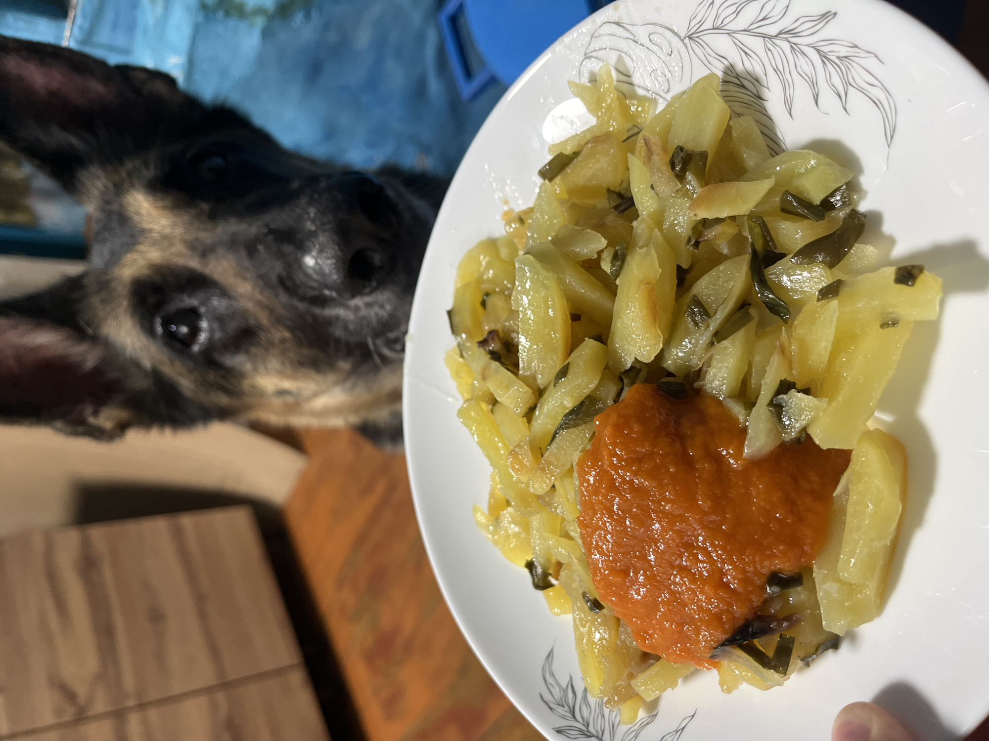 A German Shepherd dog with tan and black fur gazes intently at a white plate of food. The plate, adorned with a delicate gray leaf pattern around the rim, contains what appears to be sliced potatoes and some green vegetables, possibly leeks or scallions, mixed together. A dollop of bright orange sauce or relish sits prominently on top of the potato mixture. The food is presented in a close-up shot, with the dog's face blurred in the background, only its eyes and snout clearly visible. The environment appears to be indoors, with hints of wooden furniture and a blue object in the background. There is no indication of the city of Nizhny Tagil, Russia, in this image.