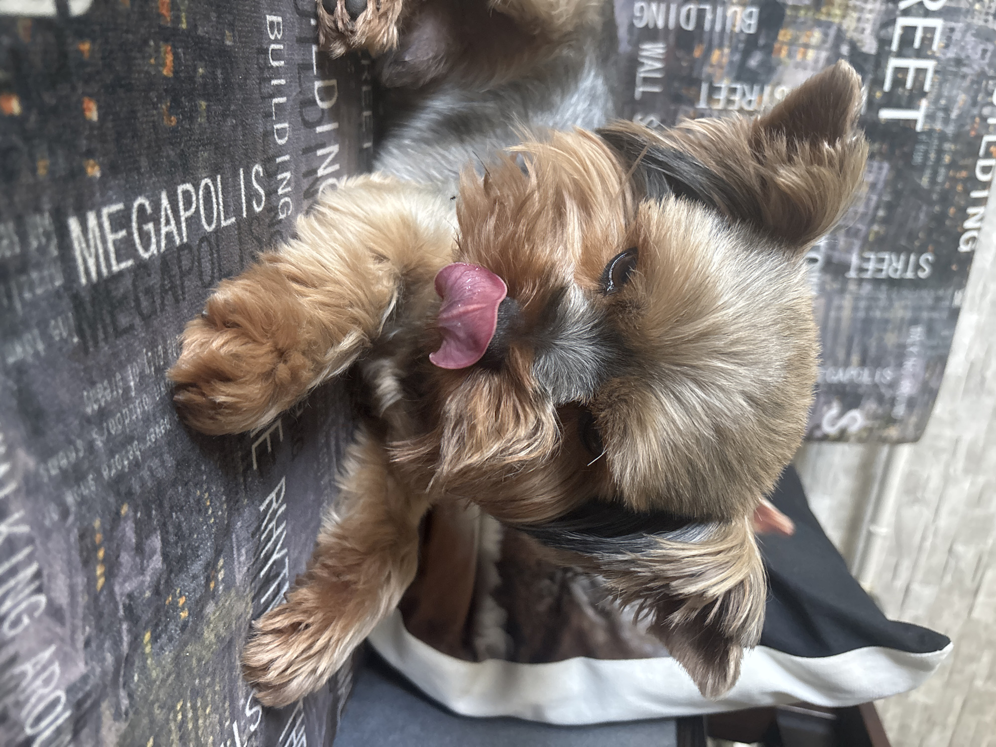 A Yorkshire Terrier dog with tan and gray fur is lying down and licking its nose with its pink tongue. The dog is positioned in the center of the frame, facing forward with its eyes partially closed. Its ears are perked up. The background consists of a textured fabric with a pattern of white text, including words like "STREET," "BUILDING," and "MEGAPOLIS." The lighting suggests an indoor environment. The dog is the sole subject of the image.