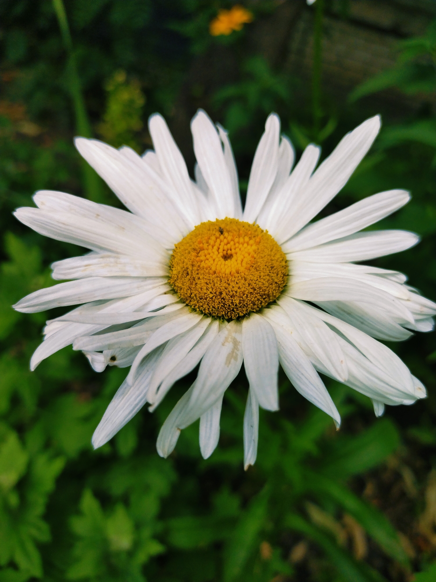 The image is a close-up, vertical shot of a daisy. The daisy is predominantly white with a bright yellow center. The petals are long and thin, with some appearing slightly frayed or damaged. The yellow center is textured and shows some subtle variations in color. The background is blurred and consists of dark green foliage, suggesting an outdoor environment. There is a hint of yellow in the upper background, possibly another flower. The lighting is soft, highlighting the details of the daisy. The scene is devoid of any human presence or discernible city landmarks, and therefore its specific location within Horishni Plavni, Ukraine cannot be determined from the image alone.