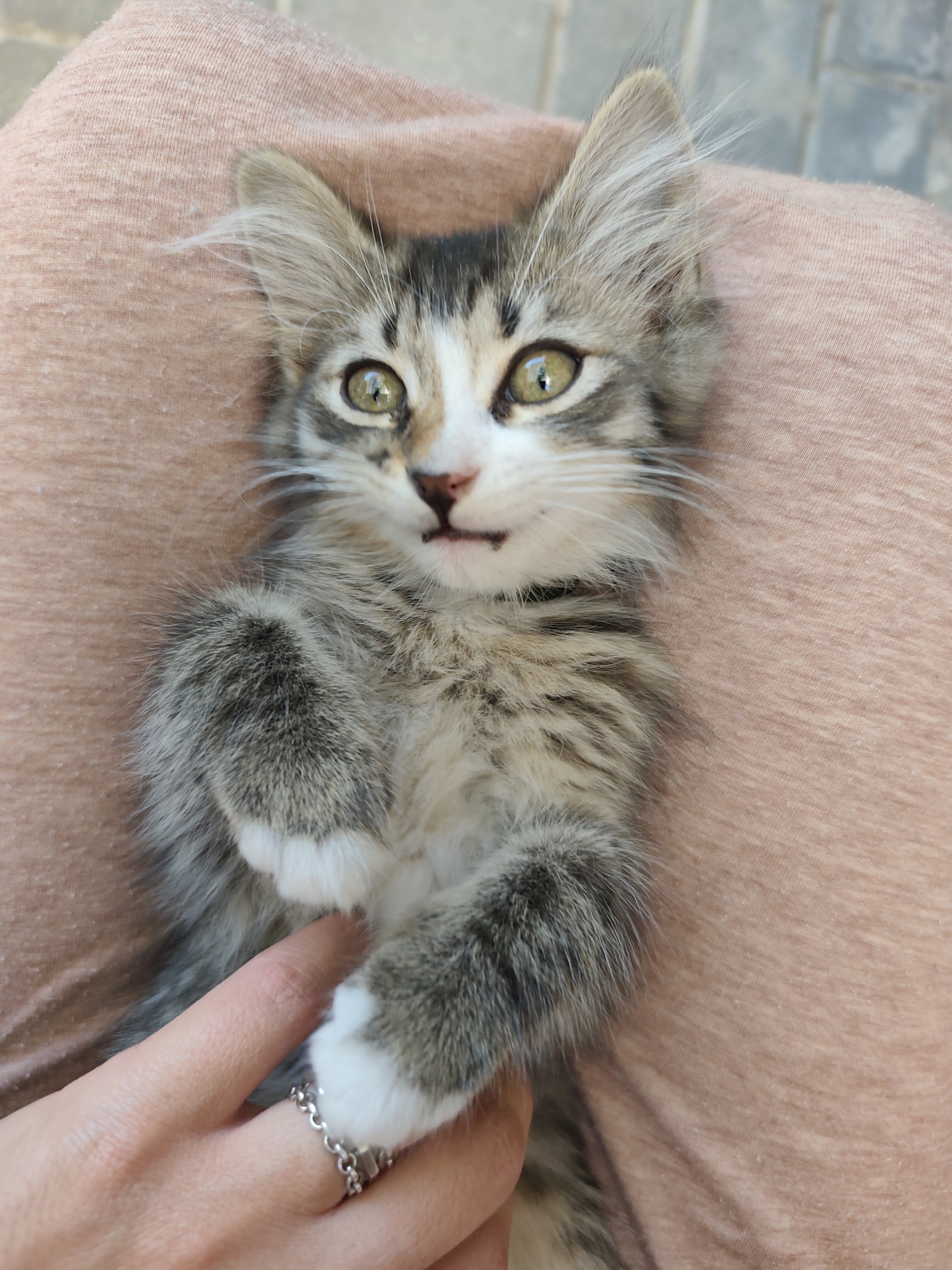 This is a close-up, eye-level, vertical shot of a fluffy, tabby kitten lying on a person's lap. The kitten is predominantly grey and white with some brown tabby markings. It has large, bright green eyes and its mouth is slightly open, revealing tiny teeth and pink gums. Its front paws are held up, showing white paws. A human hand with a silver ring is visible in the lower left corner, gently touching the kitten's paw. The person's lap appears to be covered by a light pink, textured fabric, possibly a sweater or blanket. The background is softly blurred, with hints of gray paving stones suggesting an outdoor setting. The image captures a moment of gentle interaction between a human and a pet in what could be a residential area in Durlești, Moldova.