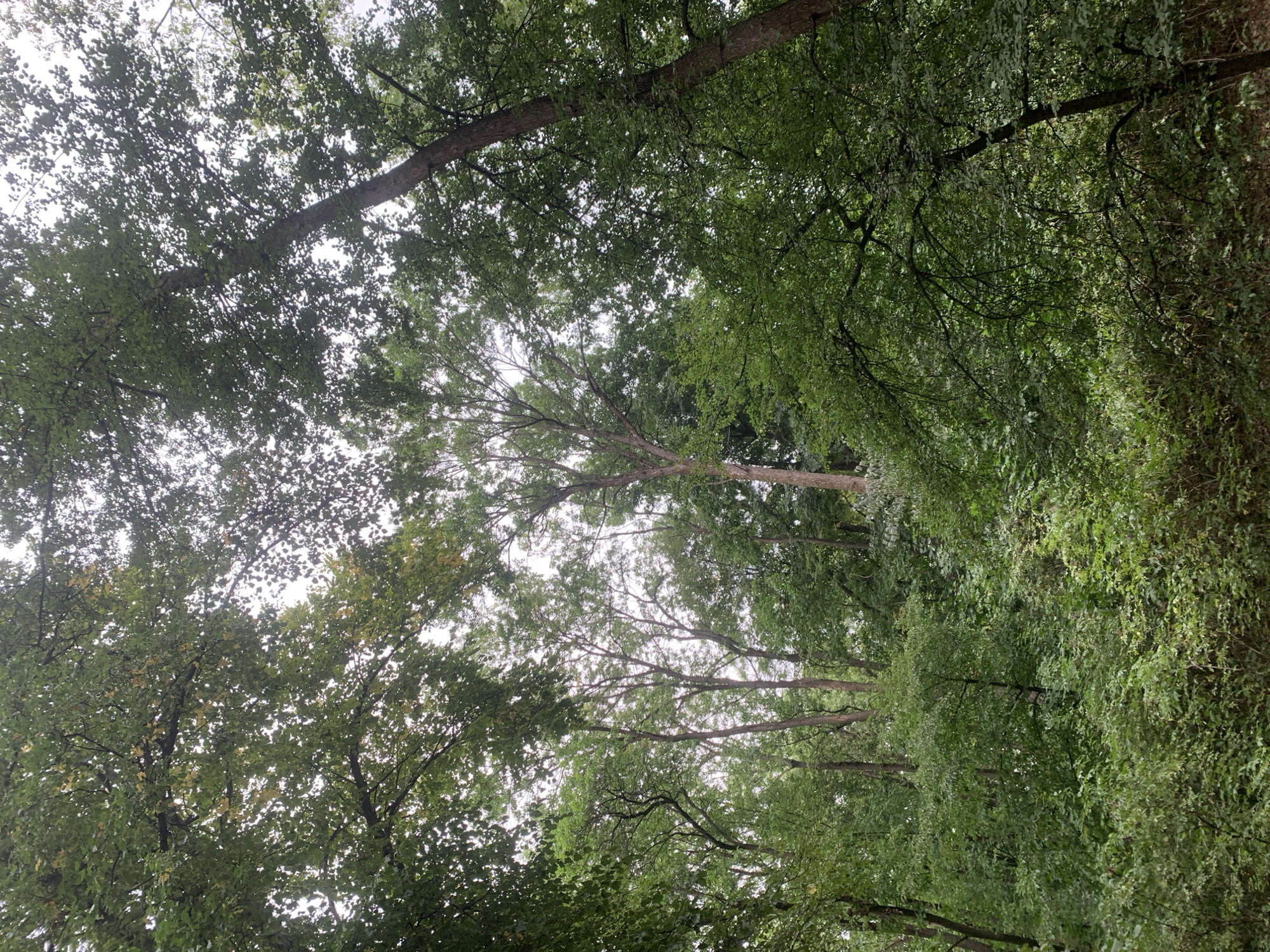 The image shows a dense forest canopy with sunlight filtering through. The trees are tall and leafy, with a variety of shades of green. The foliage is thick, obscuring much of the sky. In the foreground, there is a dense undergrowth of bushes and smaller trees. There are no people, animals, or man-made objects visible in the scene. The environment appears to be a natural woodland area, suggesting a park or forest on the outskirts of Lviv, Ukraine, possibly in the area of Lysa Hora or the forests surrounding the city.