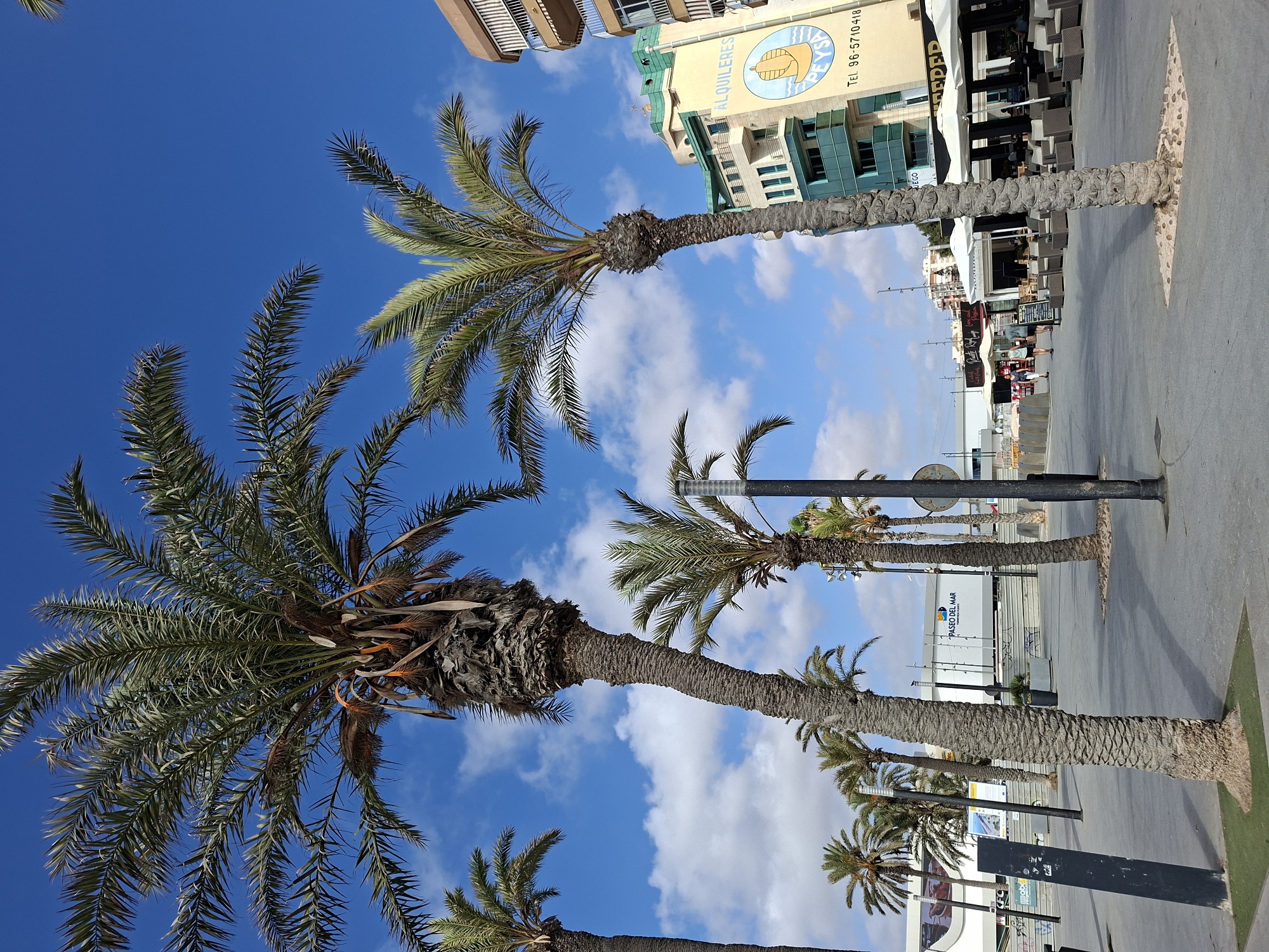 This is a ground-level, eye-level, wide shot of a palm-lined promenade in Torrevieja, Spain, with a bright blue sky dotted with scattered clouds. Several palm trees are prominently featured in the foreground and mid-ground, their textured trunks and fronds casting shadows on the paved walkway. To the right, a multi-story building with a yellow facade displays signage that reads "ALQUILERES PE Y SA" and "TEL. 96-5710418," indicating rental services. Below this building, an outdoor seating area with white umbrellas and dark furniture suggests a cafe or restaurant. In the background, more buildings and the "PASEO DEL MAR" signage on a white structure are visible. A few people are walking in the distance, contributing to the lively atmosphere of the promenade. The overall scene depicts a sunny day in a coastal urban environment.