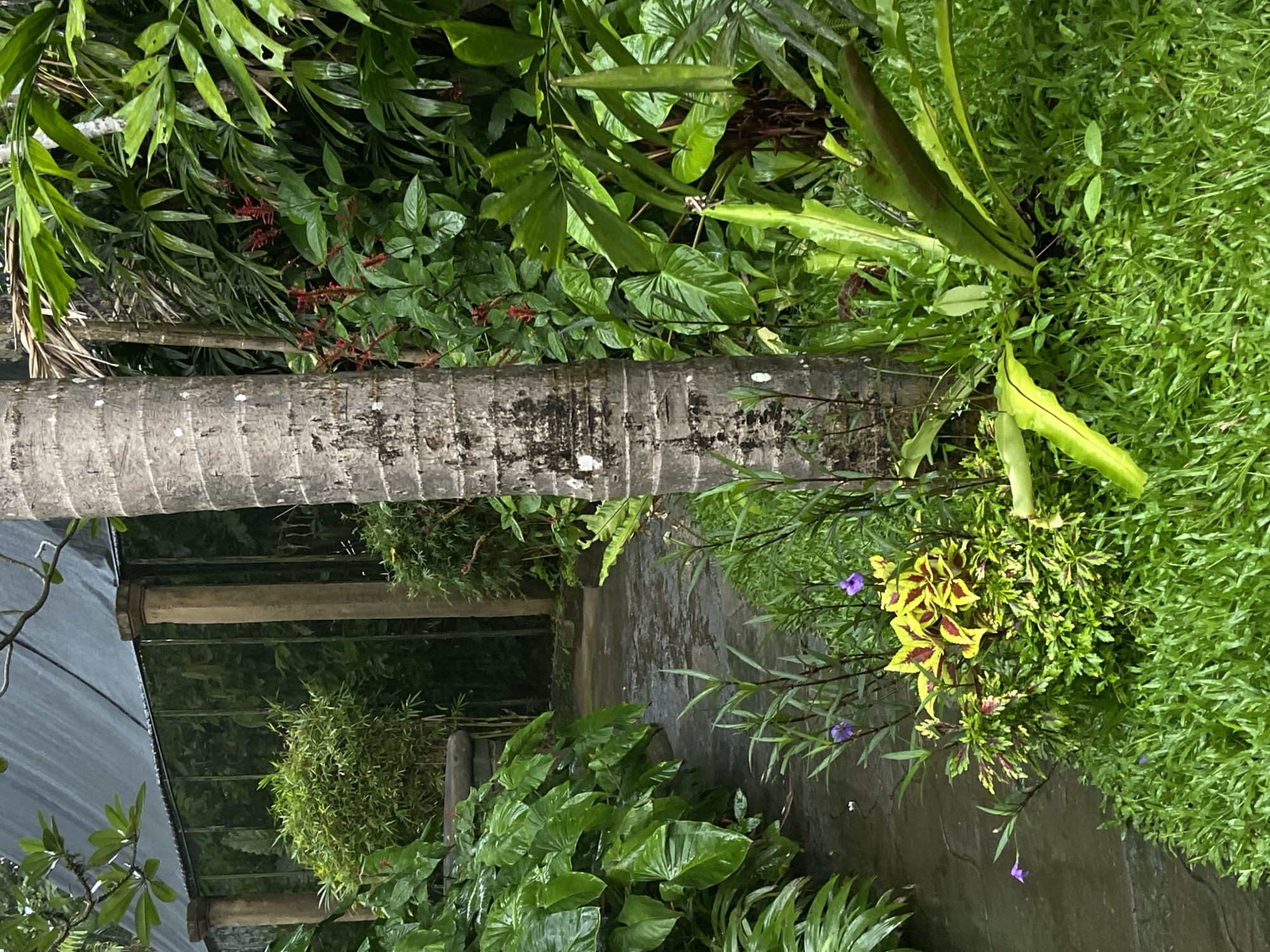 The image depicts a lush garden scene in Sukawati, Indonesia. A gray-barked tree trunk lies horizontally across the frame, partially obscured by dense green foliage of various plants. Behind the trunk, a covered structure with bamboo supports and a translucent roof is visible. The garden floor appears to be a dark, paved surface, possibly stone or concrete, with a slight sheen suggesting recent rain. A variety of green plants and ground cover dominates the landscape, with occasional pops of color from small purple flowers. A patch of yellow and maroon patterned leaves adds a contrasting element to the scene. Overall, the scene is characterized by a tropical, overgrown aesthetic.