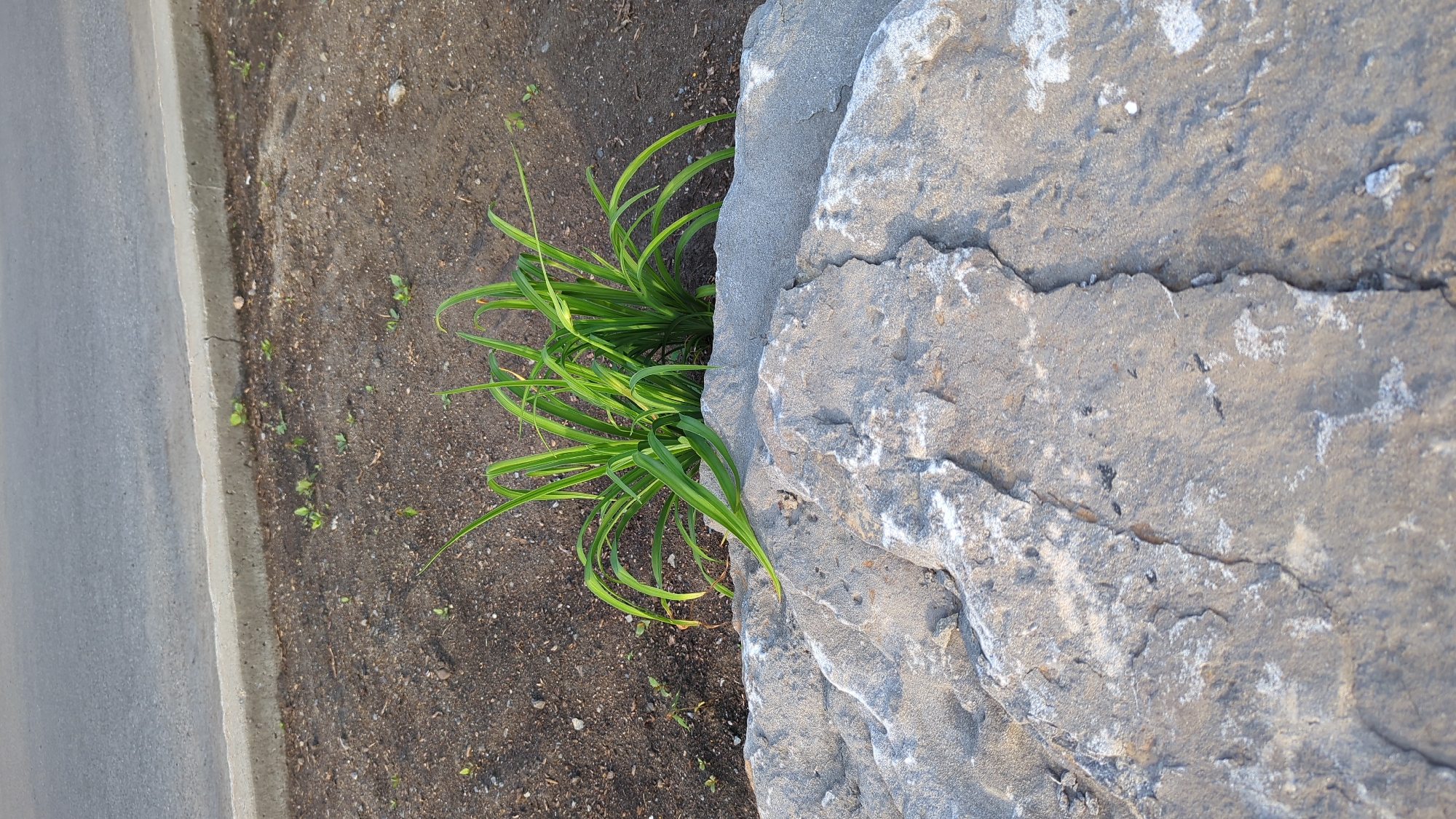 The image shows a close-up view of a rock and some green plants in an outdoor urban setting. In the foreground, a large, rough-textured grey rock dominates the lower half of the frame, with visible cracks and lighter-colored mineral deposits. Behind the rock, a clump of vibrant green grass or similar foliage grows out of dark soil. In the background, a grey asphalt road is visible, bordered by a concrete curb and a strip of bare dirt with small scattered weeds. There are no people or animals present in the image, and no specific landmarks that would indicate a precise location within Montreal, Canada. The scene depicts a small patch of landscaping next to a roadway.