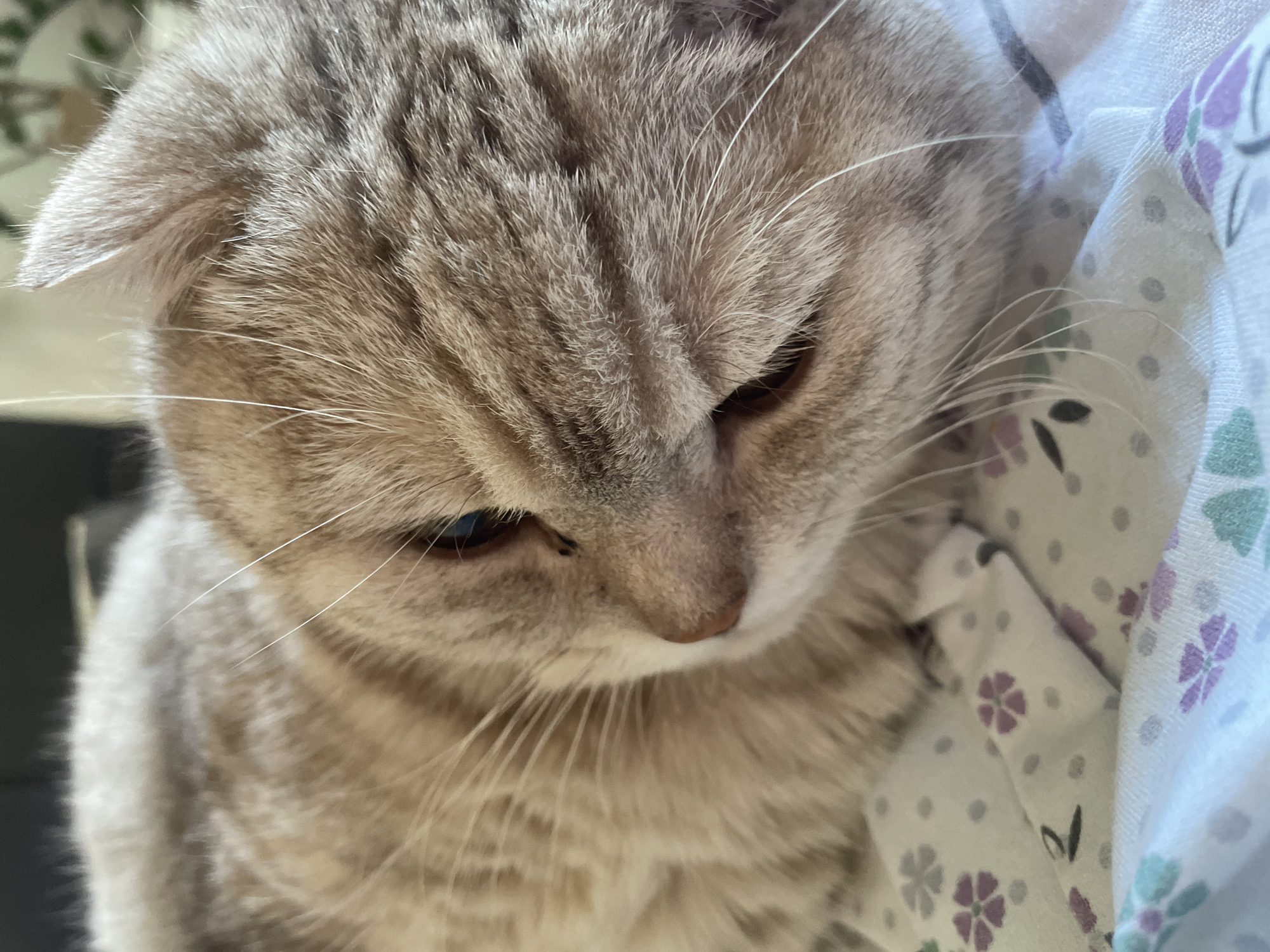 A close-up, high-angle shot depicts a light-brown Scottish Fold cat. The cat is nestled beside a white fabric patterned with grey polka dots and purple and teal flowers. The cat's head is angled downward, and its eyes are half-closed. Fine white whiskers extend from its muzzle. The background is out of focus, with a dark area to the left of the cat.