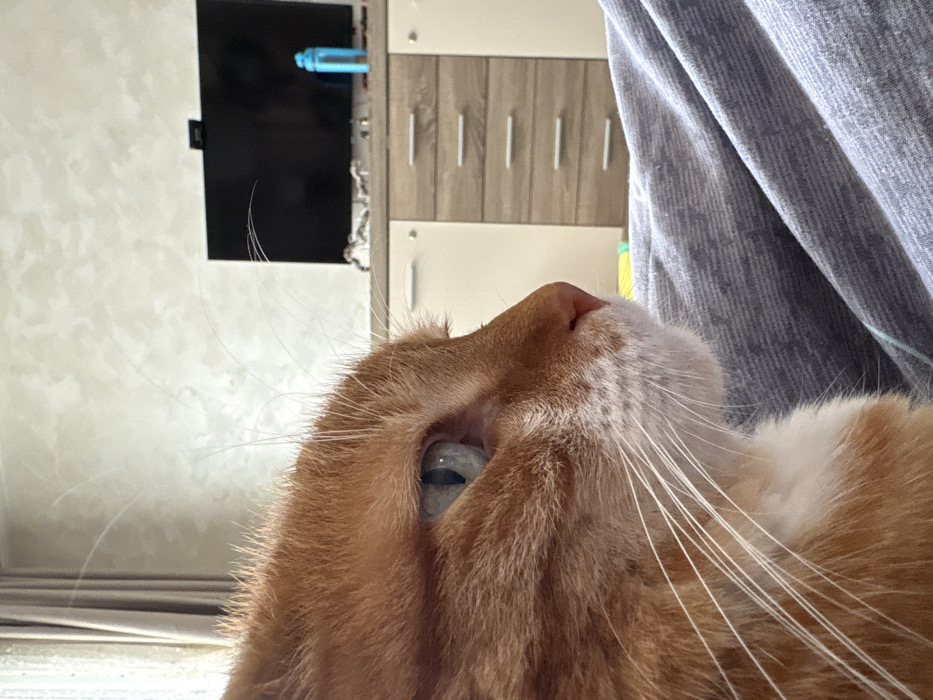 An indoor scene in Bar, Montenegro, features a domestic short-haired orange and white cat in the foreground, facing right, with its light blue eye and prominent white whiskers visible. The cat's head occupies the left half of the frame, resting near a human leg covered in grey, textured fabric. In the midground, a black flat-screen television is positioned atop a light-colored cabinet. The cabinet features two white doors on its left section and five light brown drawers with silver pulls on its right. A light blue water bottle and other small, indistinct objects are present on the cabinet surface to the right of the television. The background consists of a light-colored, textured wall and a partially visible window with curtains on the far left. No other individuals are visible.