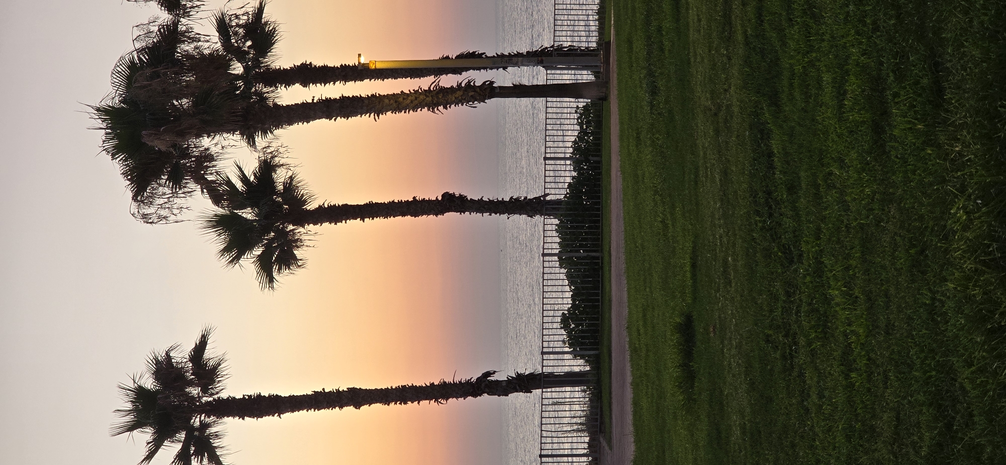 The image captures a serene sunset scene in Bat Yam, Israel, looking out towards the Mediterranean Sea. In the foreground, a well-maintained green lawn stretches across the bottom half of the frame. Beyond the lawn, a paved walkway or path is visible, bordered by a dark metal railing. This railing separates the grassy area from a strip of green foliage.
Dominating the middle ground and background are several tall palm trees silhouetted against the colorful sky. The sky itself transitions from a pale yellow and orange near the horizon to a soft, dusky lavender at the top. The sea is calm, with a subtle horizon line visible. A faint silhouette of a small boat can be seen on the water.
To the right, a modern street lamp with a yellow glow stands near one of the palm trees, indicating the presence of a public promenade or park area. The overall impression is one of tranquility and natural beauty at the close of day.
