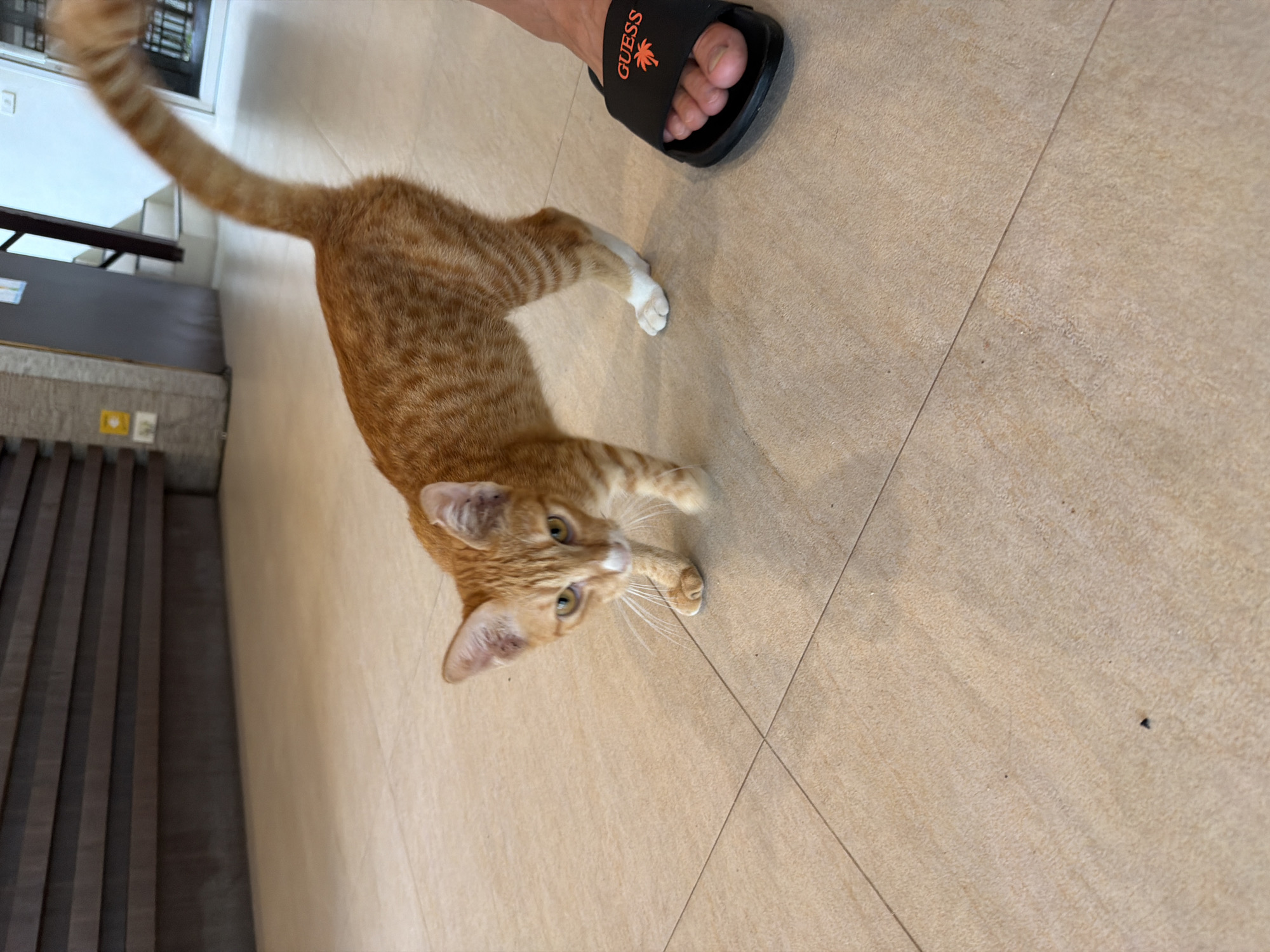 In Ao Nang, Thailand, an orange tabby cat with white paws is standing on a tiled floor. The cat is facing the camera, with its body angled slightly to the left. Its tail is held high and is blurred due to motion. To the right of the cat, a person's foot wearing a black "GUESS" slide sandal is visible. The background shows a wooden wall and a staircase.