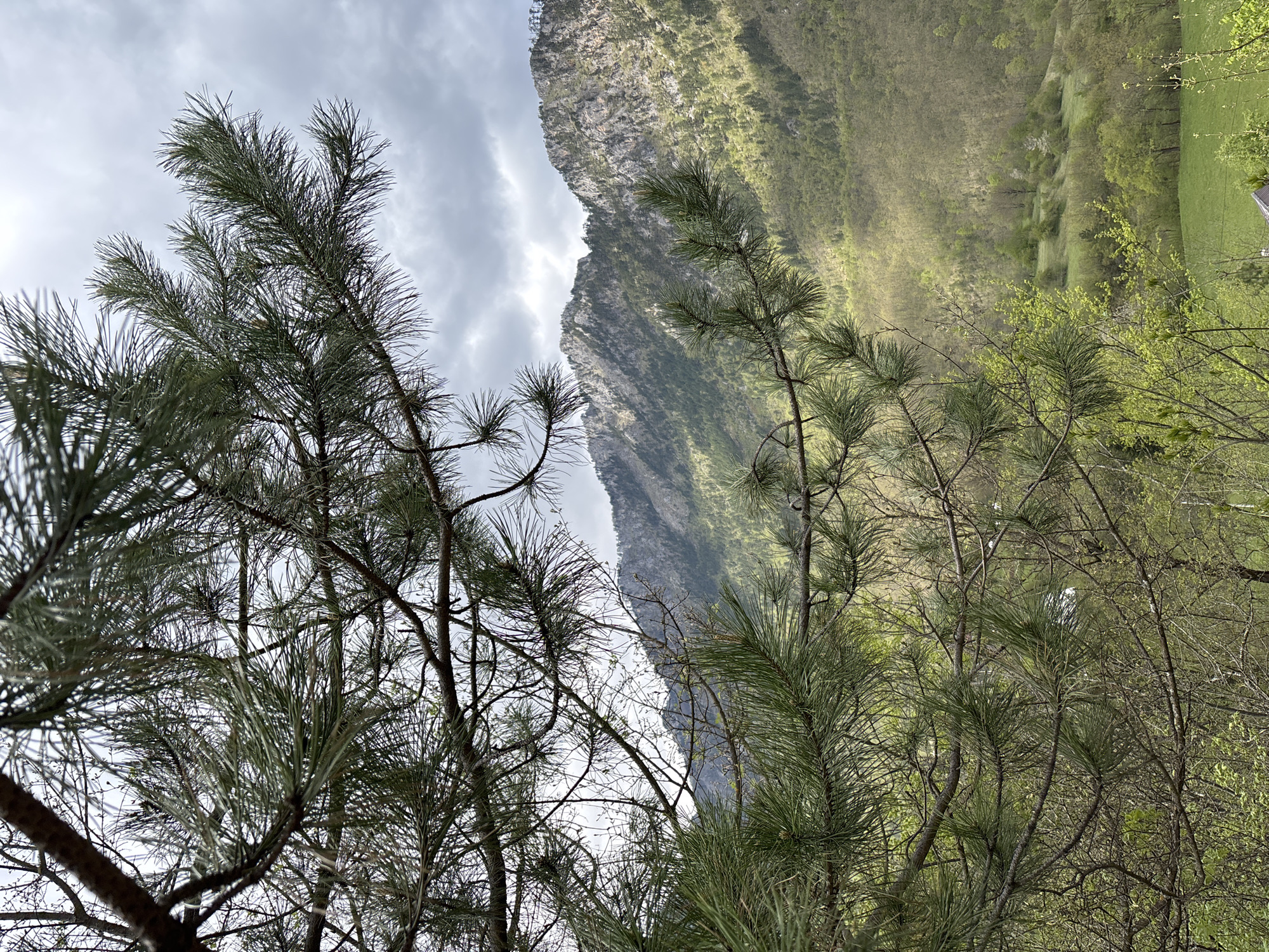 The image depicts a view of a mountain landscape through the branches of pine trees. The sky is overcast with cloudy formations. The mountain has a steep, rocky face and is partially covered in green vegetation. In the foreground, pine branches with needles extend into the frame, both on the left and right sides. The image appears to be taken in a mountainous area.