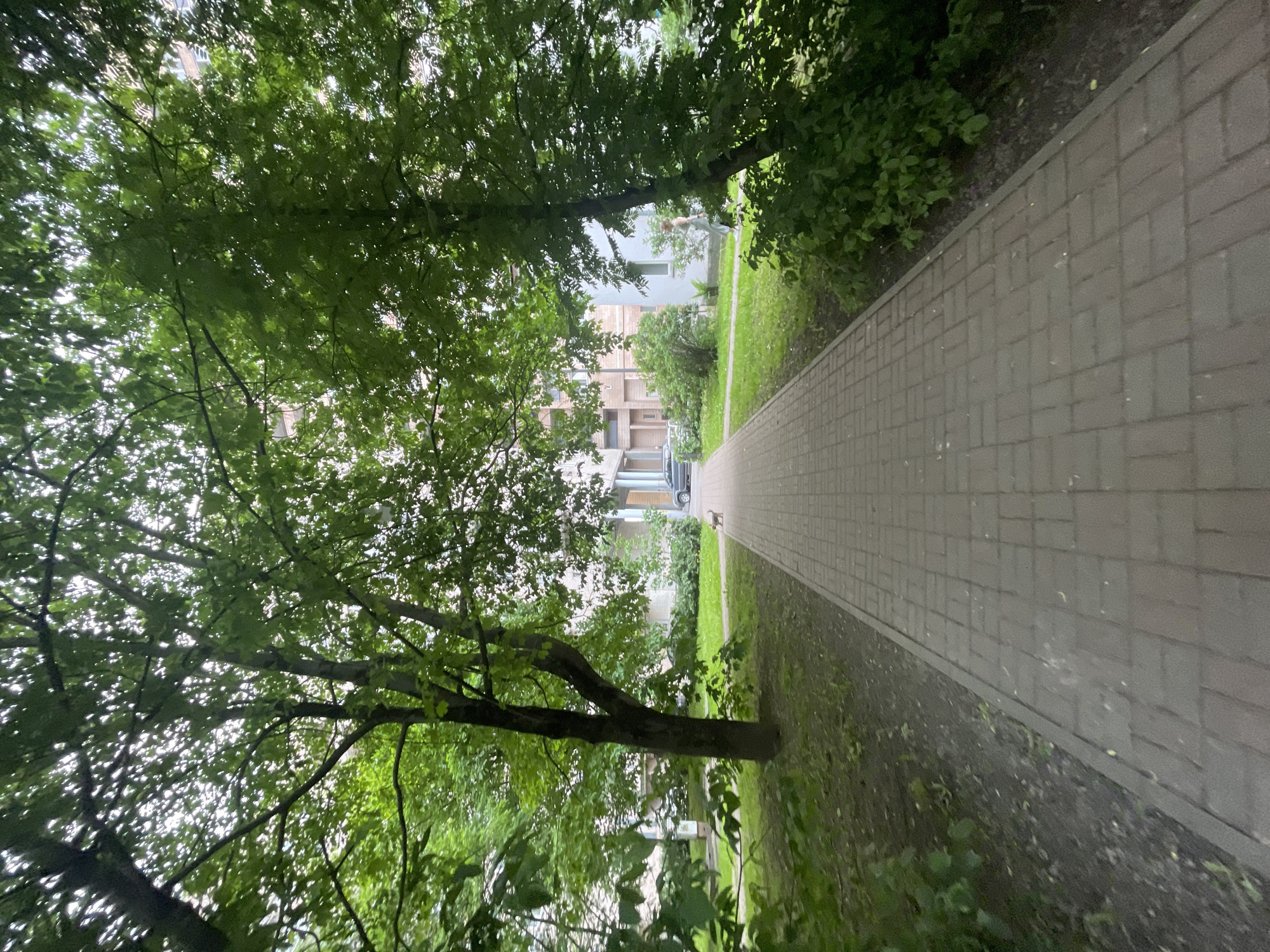A paved walkway, composed of grey rectangular bricks, stretches into the distance, framed by dense green foliage. Lush trees with full canopies line both sides of the path, casting dappled light or suggesting an overcast sky. A prominent tree on the left features a thick, curved trunk. In the background, a light-colored building with multiple stories is partially visible through the leaves, and several cars are parked nearby. A person is seen walking away from the viewer on the path, and a small animal, possibly a cat or dog, is also on the path further ahead. The scene depicts a peaceful daytime environment, consistent with an urban park or residential area, situated in Saint Petersburg, Russia. No text is visible.