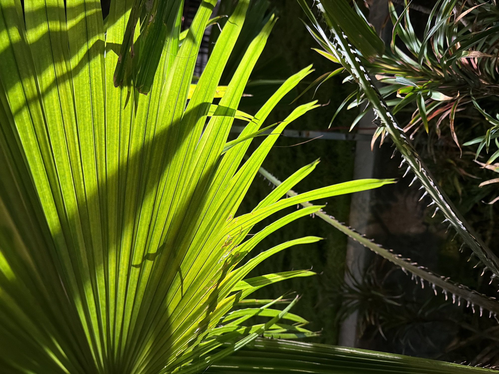 This is a close-up, low-angle shot of a vibrant green palm frond, illuminated by strong sunlight. The frond is the dominant subject, filling the left side of the frame with its fan-like structure and visible veins. Shadows of other fronds are cast across its surface, creating a pattern of light and dark. To the right, a thorny stem of another plant is visible, with sharp spines pointing outwards. Behind these, other plants are dimly lit in the background, suggesting an outdoor setting, possibly a garden or a natural environment. The overall impression is one of tropical lushness, with the bright sunlight emphasizing the freshness of the greenery. The scene appears tranquil, with no human activity or specific event taking place. The time of day is likely daytime, given the strong sunlight and shadows. Location cues like palm trees and thorny plants suggest a warm climate, consistent with Nha Trang, Vietnam. There is no visible text in the image.