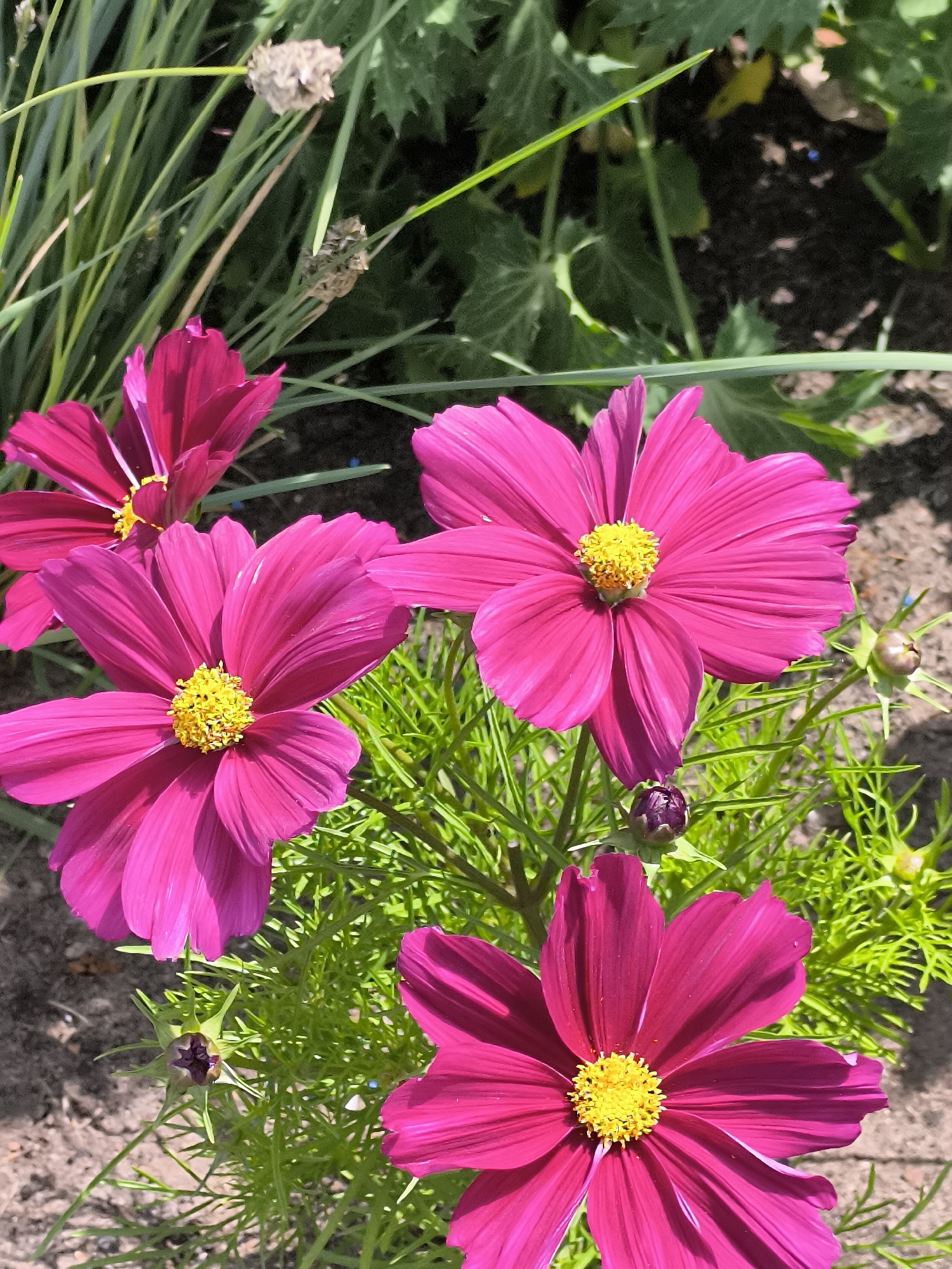 Four vibrant pink cosmos flowers with bright yellow centers are in full bloom, some facing the camera directly while others are partially obscured by foliage. Thin green leaves and stems form a dense background, with hints of brown soil visible at the bottom. Two closed flower buds, one a deep purple and the other lighter green, are also present, suggesting ongoing growth. The scene is set outdoors, likely in a garden, under natural sunlight. The location is the city of Neringa, Lithuania.