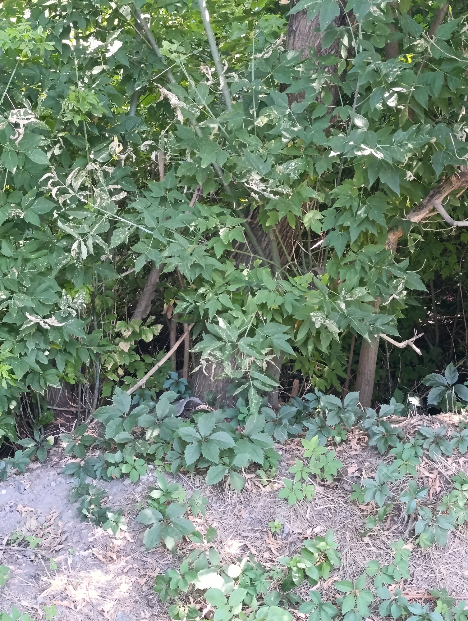 The image shows a dense thicket of deciduous trees and undergrowth. The foreground is covered with dry leaves and some low-lying green plants. The trees in the background are thick and leafy, with some dead branches visible. The lighting suggests it is daytime, possibly late afternoon due to the shadows. The environment appears to be a natural or semi-natural area, possibly a park or a wooded area on the outskirts of a city. Without further information, it is not possible to determine the exact location within Dnipro, Ukraine. There are no people or animals visible in the image.