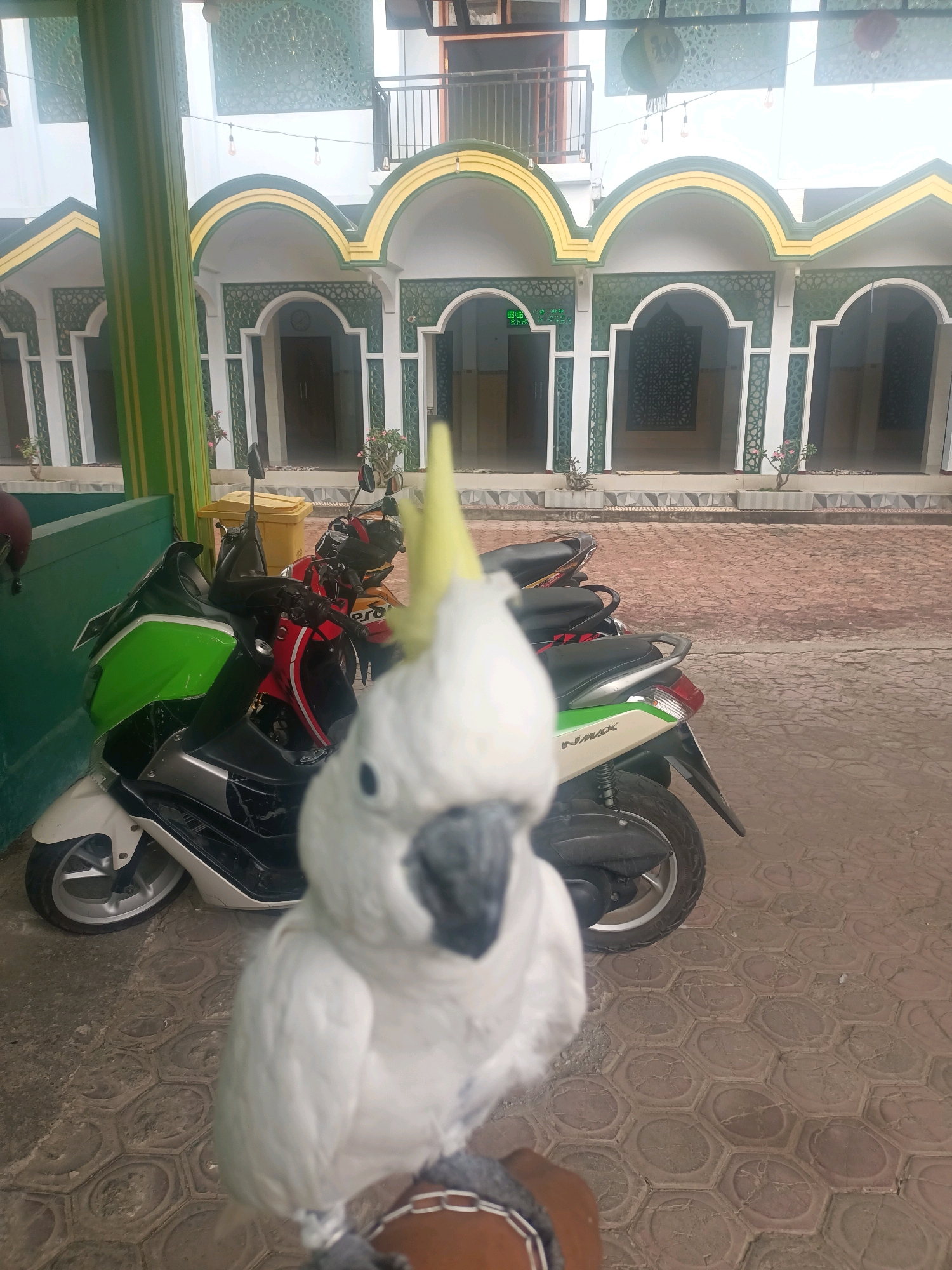 A white cockatoo is perched on a brown object, possibly a person's arm or a restraint, in the foreground. The cockatoo is mostly in focus, with its head and chest clearly visible. Behind the bird, several motorcycles are parked. The closest motorcycle is a scooter with a green, white, and black body. Further back, other motorcycles in red and orange are visible. In the background, a building with arched openings and green and yellow trim is seen. The area appears to be an outdoor courtyard or walkway with hexagonal paving stones. The overall scene suggests a setting in Trenggalek, Indonesia, possibly near a mosque or a public building. The lighting is bright, indicating daytime.