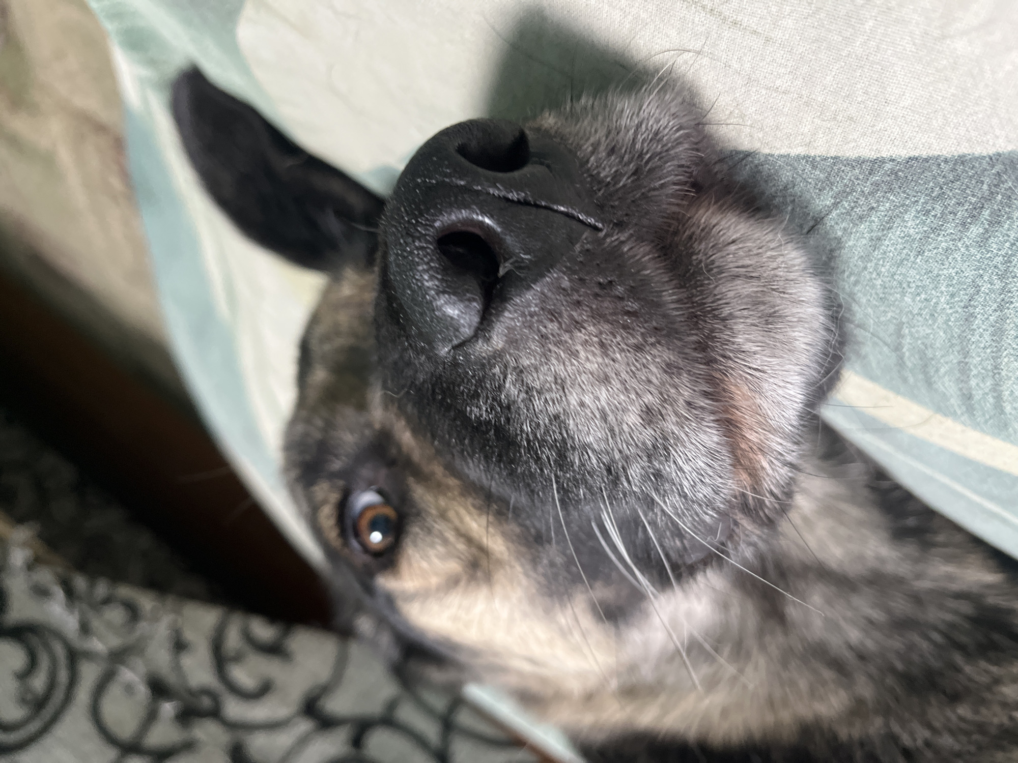 The image is a close-up, low-angle shot of a dog's face, with its nose and one eye prominently in focus. The dog has grey and tan fur and a black nose with visible nostrils. Its left ear is partially visible, pointed upwards and to the right. The dog appears to be lying down on a surface covered with a patterned fabric, possibly a pillow or blanket, featuring stripes of green, white, and beige. The background is blurred but suggests an indoor setting with a dark area on the left and a lighter, patterned fabric on the right. There is no indication of the location being in Nizhny Tagil, Russia.