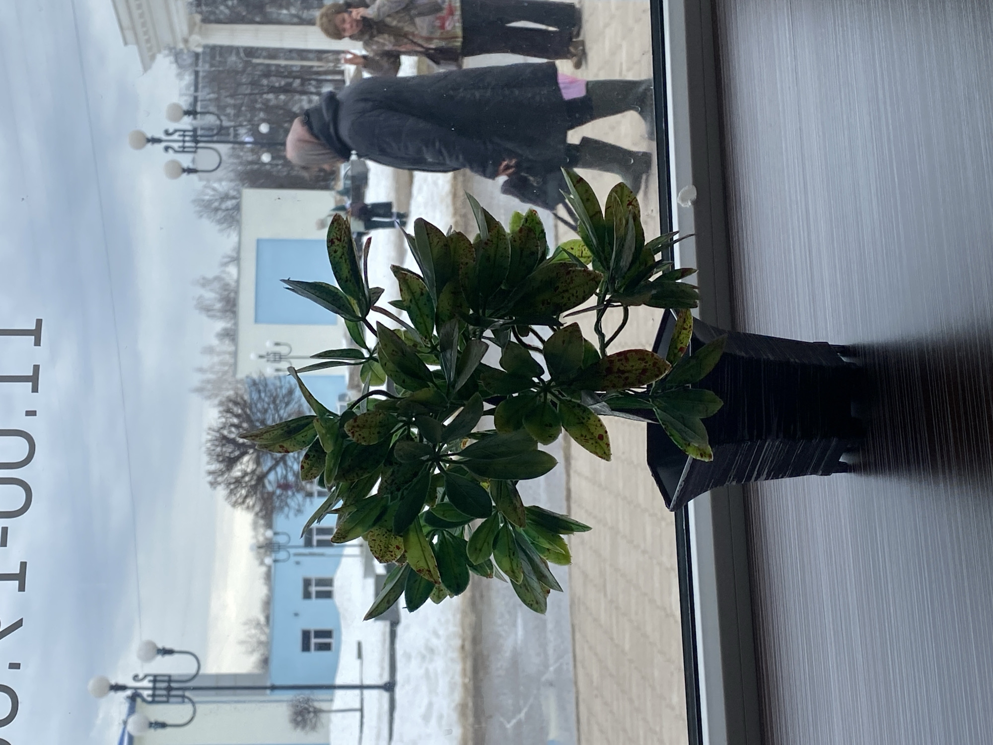 An indoor photograph taken through a window showing a plant and a street scene. The plant, which features dark green leaves with reddish-brown spots, sits in a black pot on a surface to the right. Through the window, there is a street scene in Chaikovsky, Russia, where there is snow on the ground. There are lamp posts, buildings with windows, and people walking by. One person wears a long dark coat and another has on camouflage. The scene outside is somewhat blurred due to the window. The image is vertically oriented.