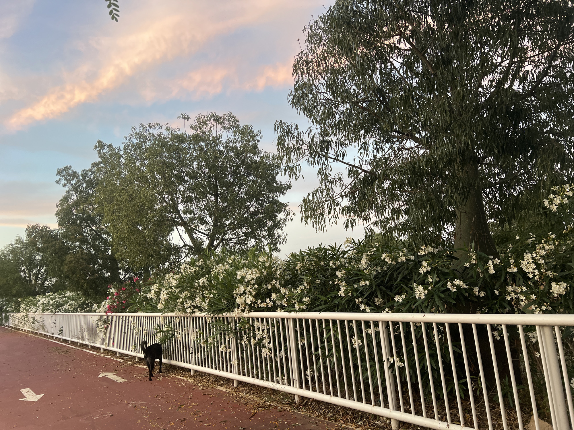 The image depicts an outdoor pathway scene in Picassent, Spain, under a sky displaying pastel pink and orange clouds against a light blue background. Large trees with dense green foliage, including eucalyptus on the right, occupy the upper and mid-ground. Beneath these trees, a robust hedge of predominantly white oleander shrubs with some interspersed pink blossoms grows behind a white, vertical-slat fence. This fence forms a barrier along a reddish-brown paved pathway in the foreground. The pathway features white painted directional arrows; one points to the lower left, and another points to the lower right. Scattered leaves and debris are visible on the path's surface. A small, black canine is positioned on the pathway, walking away from the viewer towards the right, adjacent to the white fence.