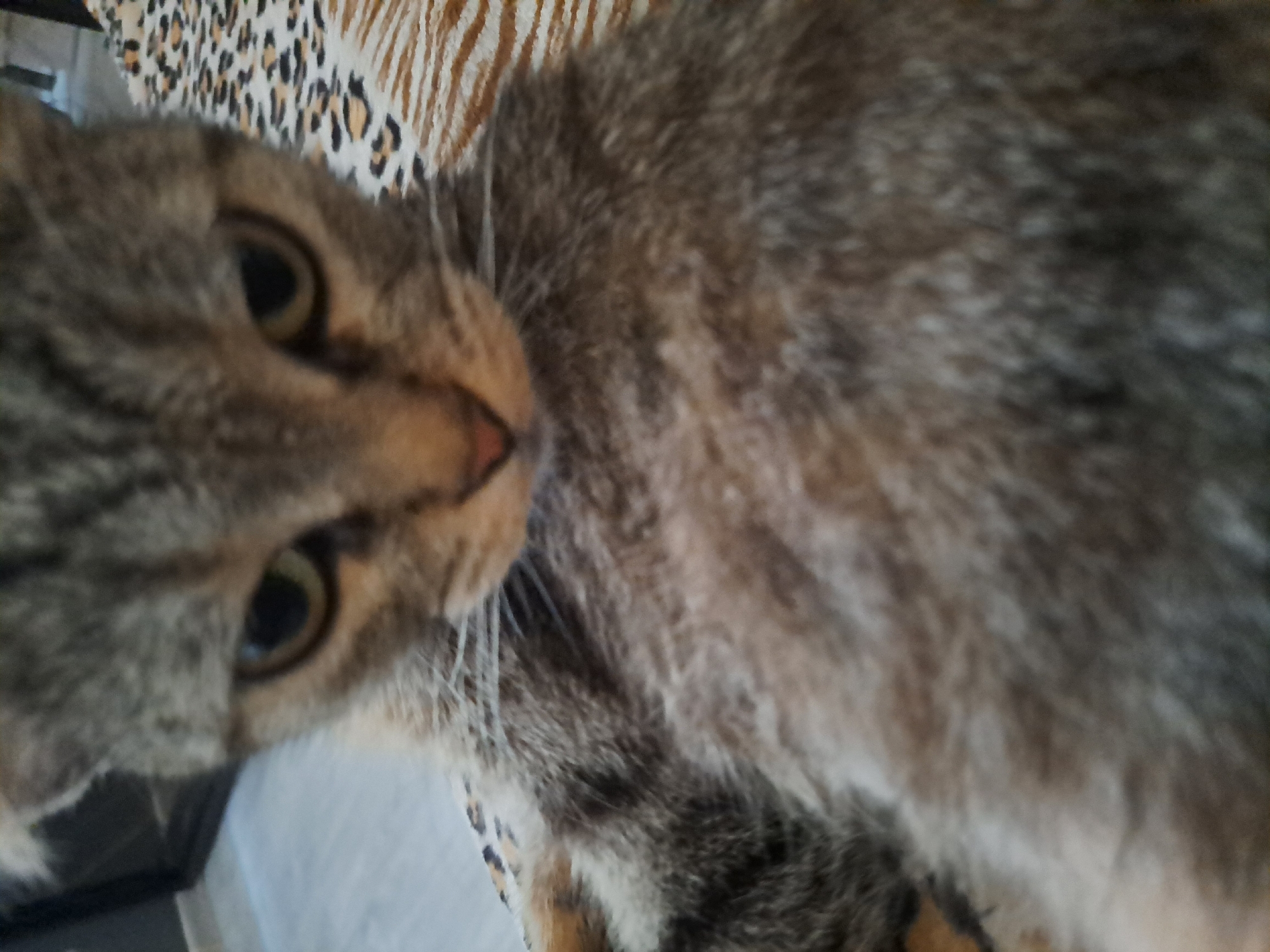 The image shows a close-up, blurry shot of a tabby cat's face and upper body. The cat has green eyes and is looking directly at the camera. It appears to be lying down on a patterned surface, possibly a blanket or furniture, with stripes and spots. The background is out of focus, showing hints of a room with a floor and furniture. There is no information available about the specific location in Vypasne, Ukraine, within the image itself.