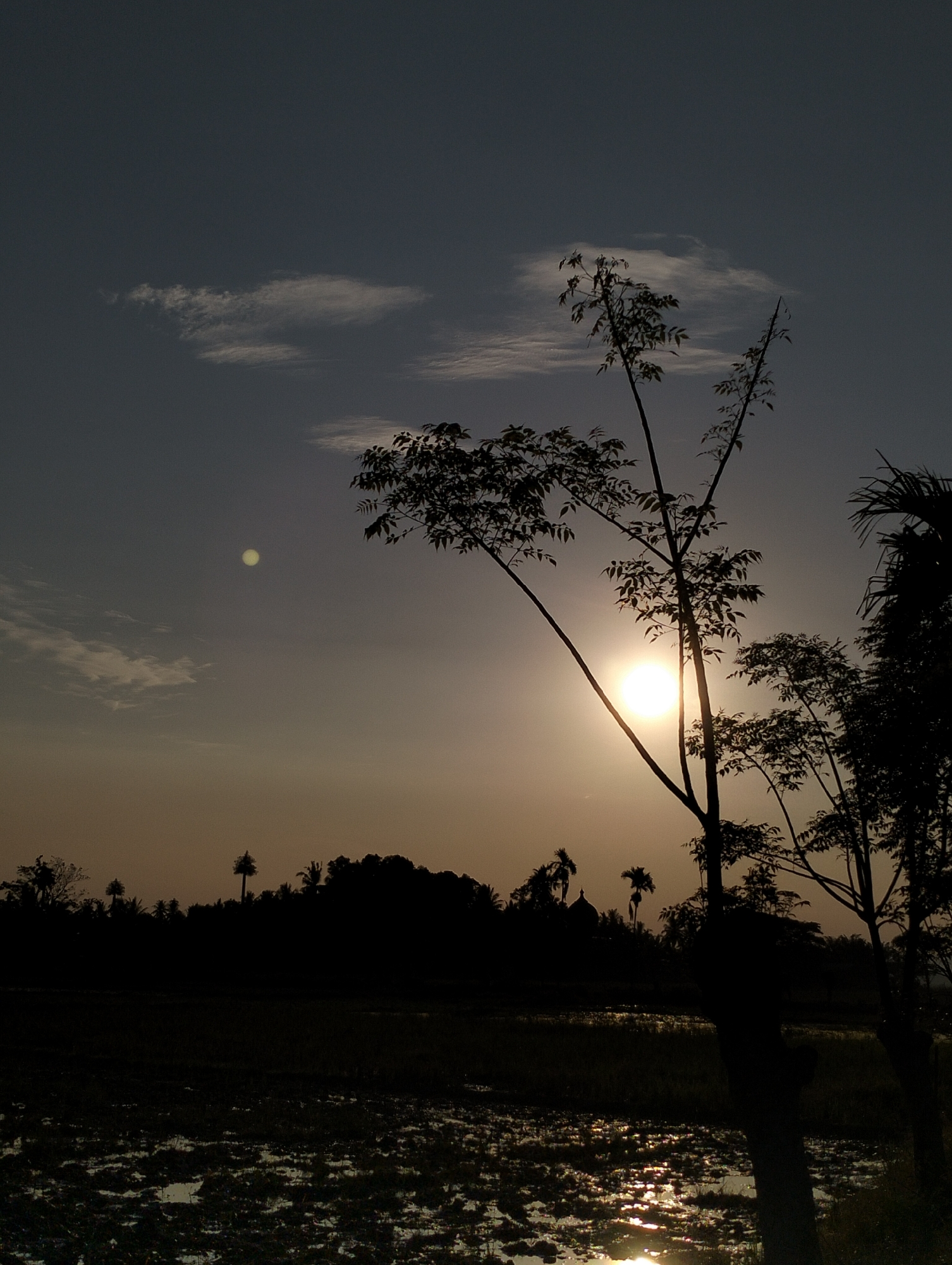 This is a vertical, full-shot photograph of a sunset over a rural landscape in Meunasahalue, Indonesia. The sun is a bright orb located in the upper right quadrant of the image, partially obscured by the branches of a tree. The sky is a gradient of dark blue at the top, fading to a warm orange and yellow near the horizon. There are scattered clouds in the sky, some wispy and white, others darker and more defined.
In the foreground, a flooded field or paddy lies reflecting the light of the setting sun. The surface of the water is textured with ripples and patches of darker mud or vegetation. Silhouetted against the bright sky and water are several trees. The most prominent tree is in the center right of the image, with thin branches extending upwards and outwards. To the right of this tree, another larger, darker tree is visible.
In the background, a dark, silhouetted treeline stretches across the horizon. Within the treeline, various types of trees are visible, including palm trees and what appear to be other tropical species. A small dome-like structure or building is faintly visible within the treeline on the left side of the image. The overall impression is one of a peaceful, natural setting at the end of the day. There are no people or animals visible in the frame.