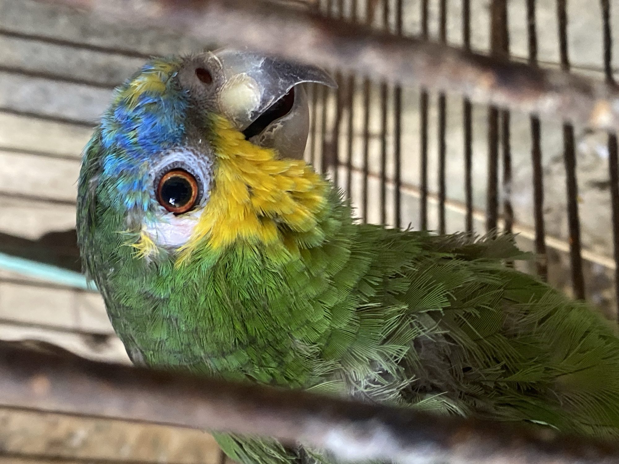 A close-up shows a blue-fronted Amazon parrot perched inside a cage. The parrot has vibrant green feathers on its body, with blue and yellow plumage around its head and neck. Its beak is partially open. The background consists of the cage bars. The location is Tinaquillo, Venezuela.