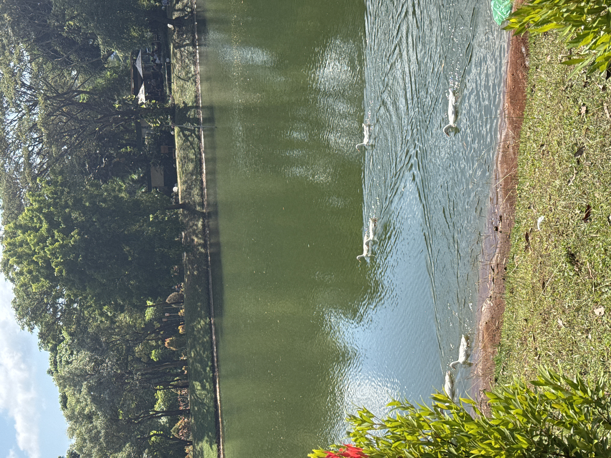 An outdoor scene depicts a tranquil pond or lake with ducks swimming along the right bank. The image is taken from a slightly elevated perspective, looking across the water.
The main body of water, which occupies the central and left portions of the frame, is a deep green color with visible ripples and reflections of the sky and surrounding foliage. Along the right side of the water, a narrow strip of reddish-brown soil meets a grassy bank. Several white ducks are scattered across this section of the water, swimming parallel to the shore, leaving small wakes behind them. At least six to seven ducks are clearly visible.
The left side of the pond is lined with dense green trees, their leaves creating a lush canopy. Peeking through the trees on the far left bank, some structures are visible, including what appear to be small shelters or gazebos with white awnings. Underneath these structures, faint outlines suggest people gathered, possibly seated at tables.
In the bottom right foreground, bright green foliage with a hint of red flowers is partially visible, framing the scene. The lighting suggests a bright, clear day, likely midday or afternoon, with patches of blue sky visible through the trees in the top left corner. No discernible text is visible in the image.
