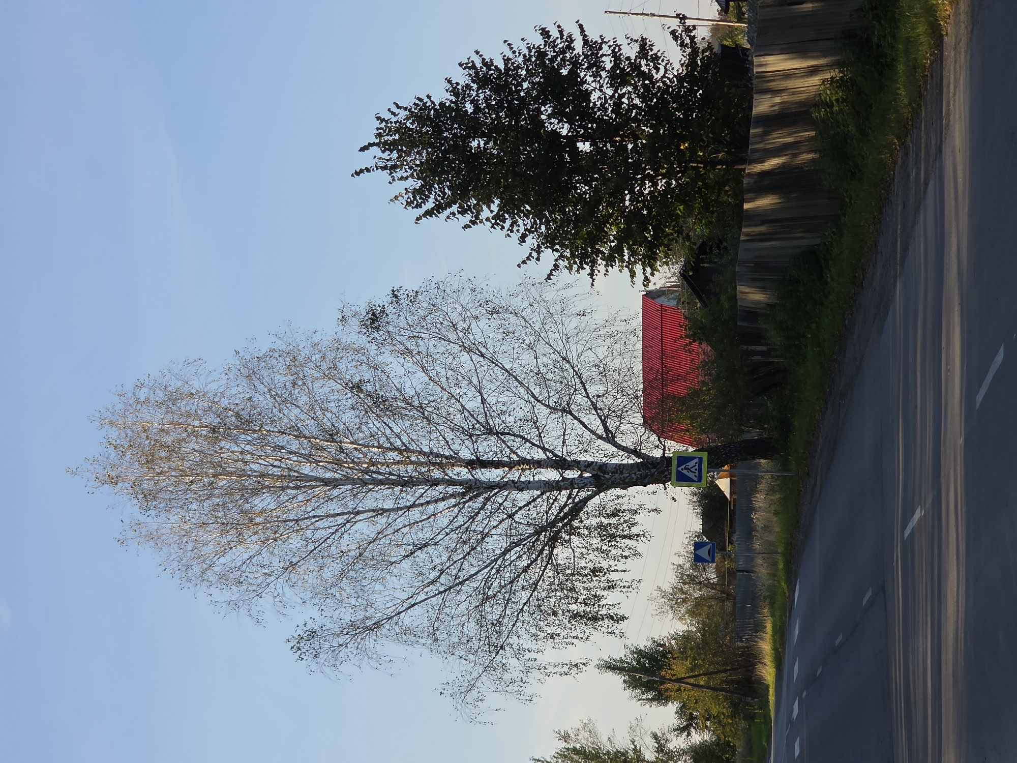 The image depicts a rural road with a pedestrian crossing in the city of Magnitka, Russia. A large birch tree stands prominently on the right side of the road, its branches mostly bare. To the right of the birch tree, a dark green deciduous tree is visible. In the background, a house with a red roof is partially obscured by trees. A weathered wooden fence runs along the right side of the road. Two pedestrian crossing signs are present: one on the right near the birch tree, and another smaller one further down the road. The sky is clear and blue, suggesting it is daytime. The road surface is asphalt, marked with white lines indicating the pedestrian crossing and lane divisions. Shadows from trees and other objects are cast across the road.