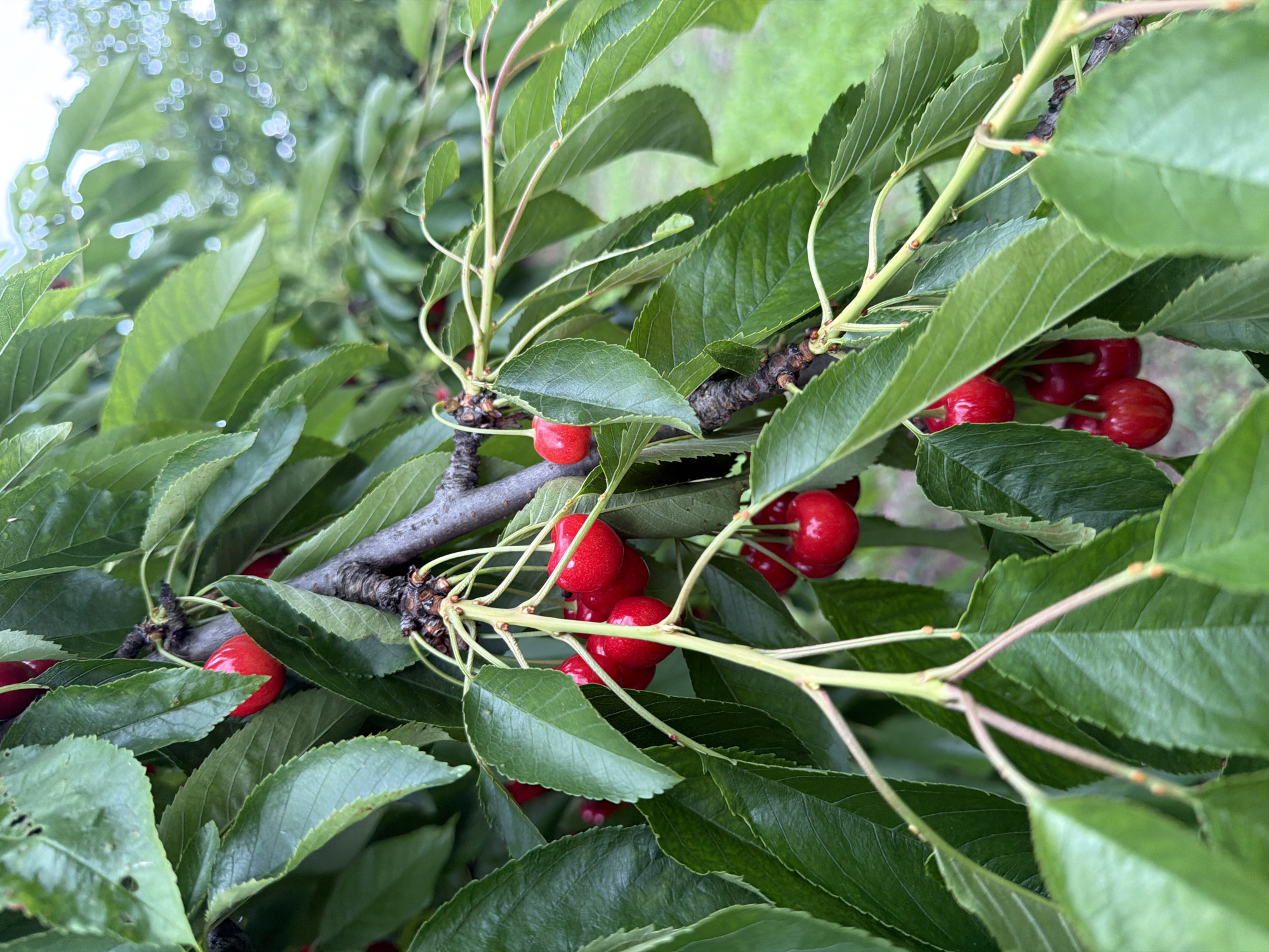 The image shows a close-up of a cherry tree branch laden with ripe, red cherries. The cherries are clustered together, hanging from thin stems, and are surrounded by vibrant green leaves. The background is softly blurred, suggesting an outdoor environment, likely a garden or orchard, with hints of green grass and trees. The focus is on the fruit and foliage, with the rough texture of the branch also visible. The scene captures a natural moment of fruitfulness, typical of a summery day in Orehovitsa, Bulgaria. There are no people or animals present in the image.