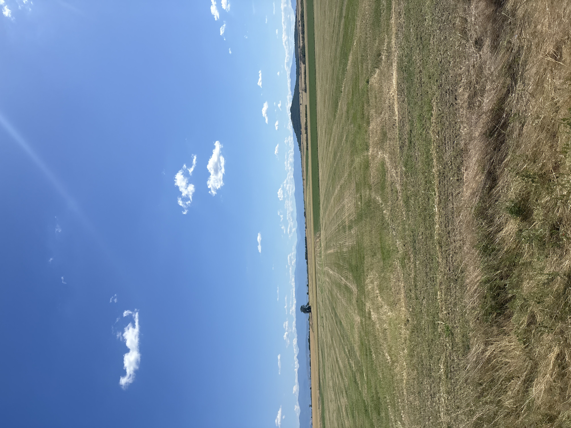 The image captures a wide, rural landscape under a bright blue sky dotted with scattered white clouds. The foreground is dominated by a field of dry, golden grass, transitioning into a larger field with patterns of cut stubble and patches of green growth. In the middle ground, a solitary tree stands in the distance, set against a backdrop of rolling hills and mountains. The far horizon is marked by a range of hazy blue mountains, suggesting a vast, open terrain. The scene depicts a tranquil, agrarian environment in the vicinity of Saedinenie, Bulgaria, likely during the harvest season.