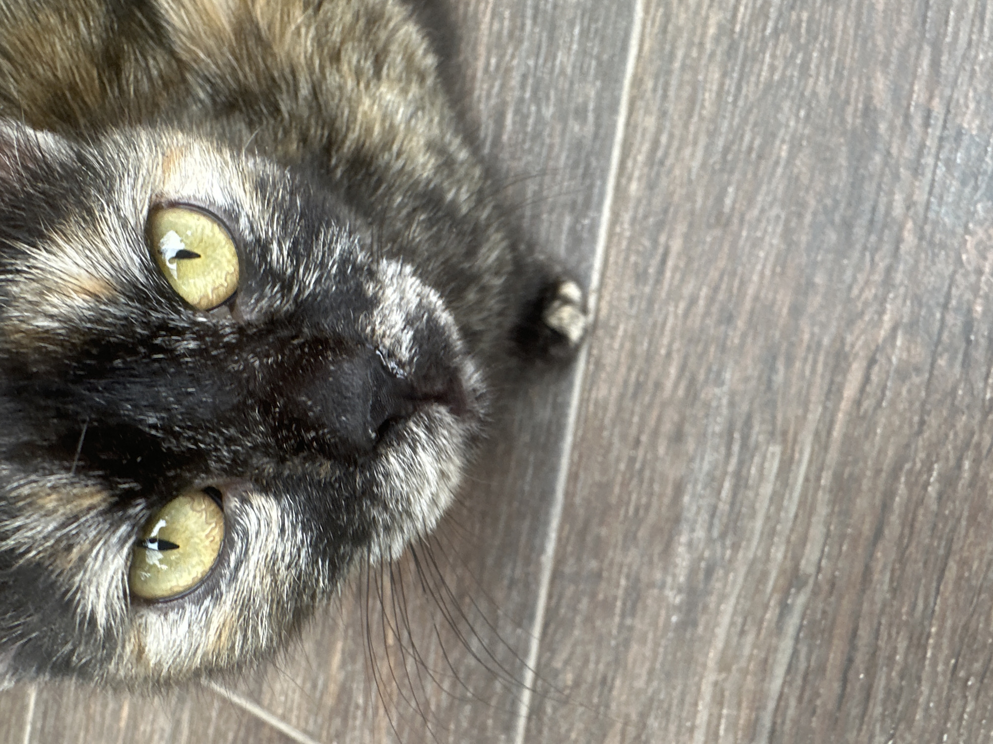 This is a close-up, high-angle shot of a tortoiseshell cat lying on a wooden floor. The cat's head is in the upper left quadrant of the frame, with its body extending out of view to the right. The cat has striking green eyes with black slit pupils, a black nose, and a mottled coat of black, brown, and tan fur. Its whiskers are long and dark, fanned out against the textured wooden surface. The floor appears to be made of planks with a visible grain pattern. The lighting suggests it's daytime, casting soft shadows and highlighting the cat's fur and eyes. The overall impression is one of a relaxed domestic setting. There is no visible text in the image.
