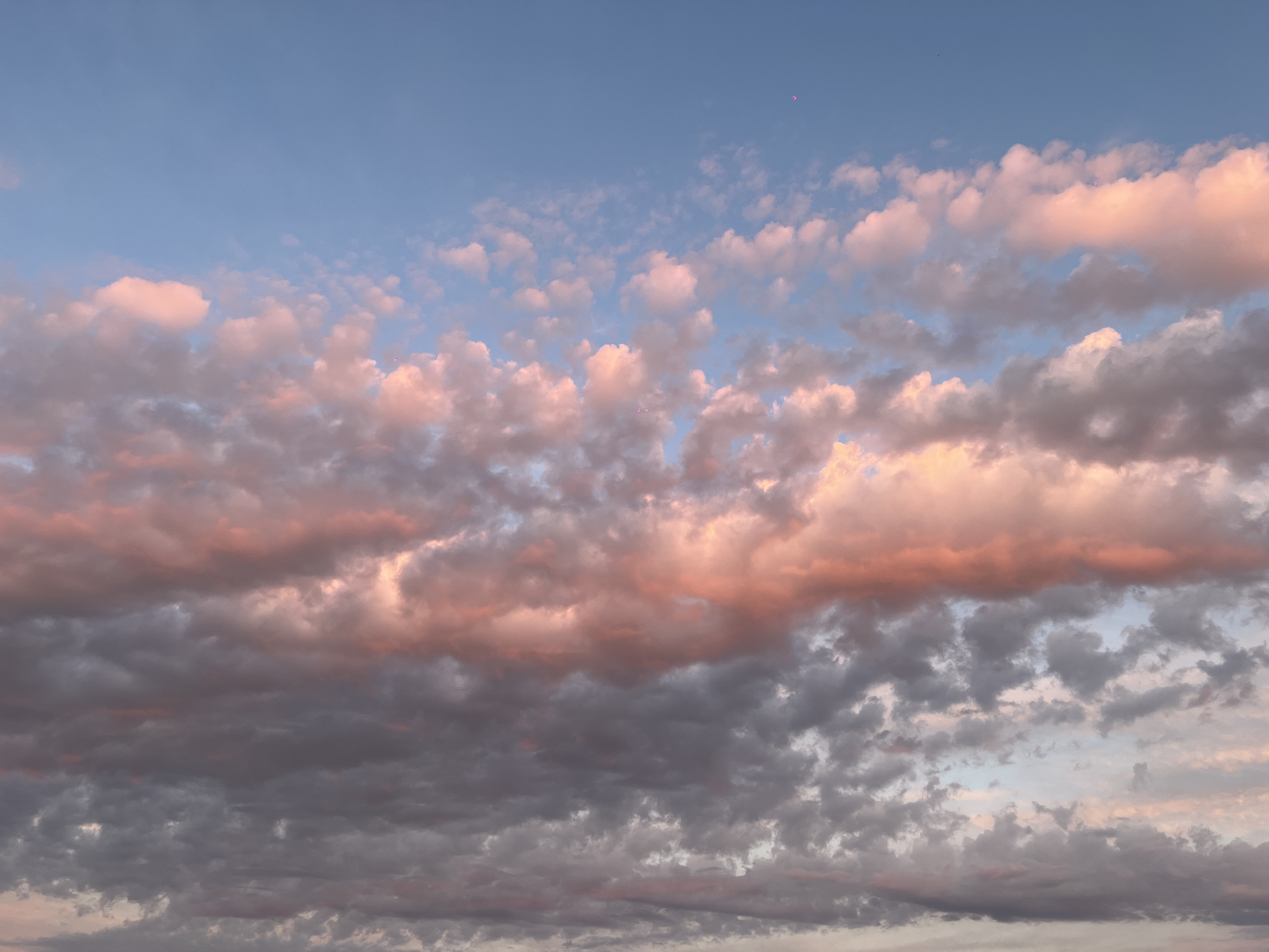The image is a photograph of a sky filled with clouds. The clouds are illuminated by warm, soft light, suggesting either sunrise or sunset. Some clouds are a pale pink and orange, while others are a darker gray. The sky above is a clear, pale blue. There are no people, buildings, or any other objects visible in the image. The scene is a natural, atmospheric view of the sky. The location in Novopokrovskaya, Russia, is not discernible from the visual information in the image.