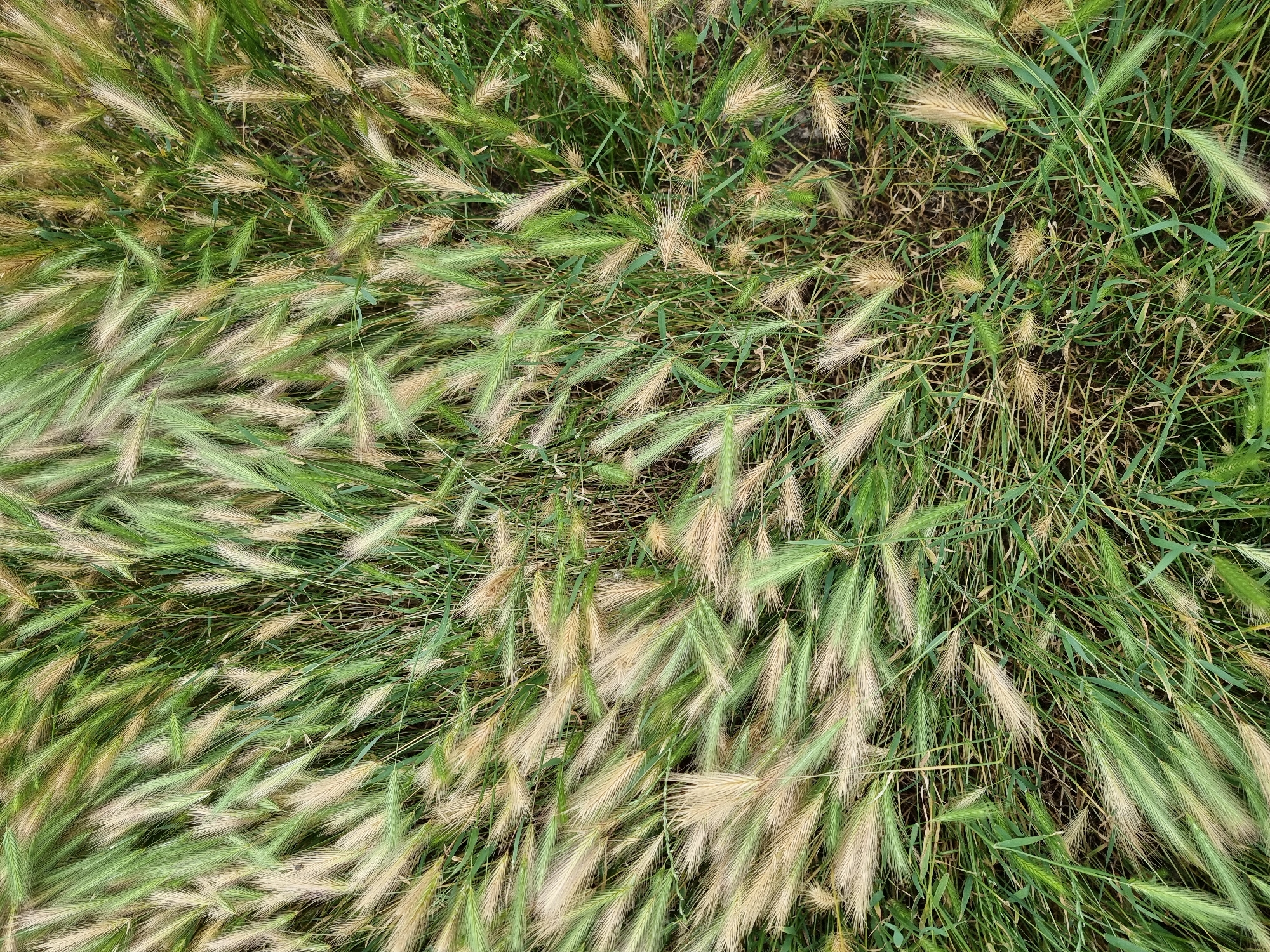 A close-up, overhead view of a dense field of green and tan wild grasses. The grasses have long, feathery seed heads and are growing in a natural, uncultivated setting. There are no people or man-made objects visible in the image, indicating this is likely a rural or undeveloped area within or on the outskirts of Kryvyi Rih, Ukraine. The lighting suggests it is daytime.