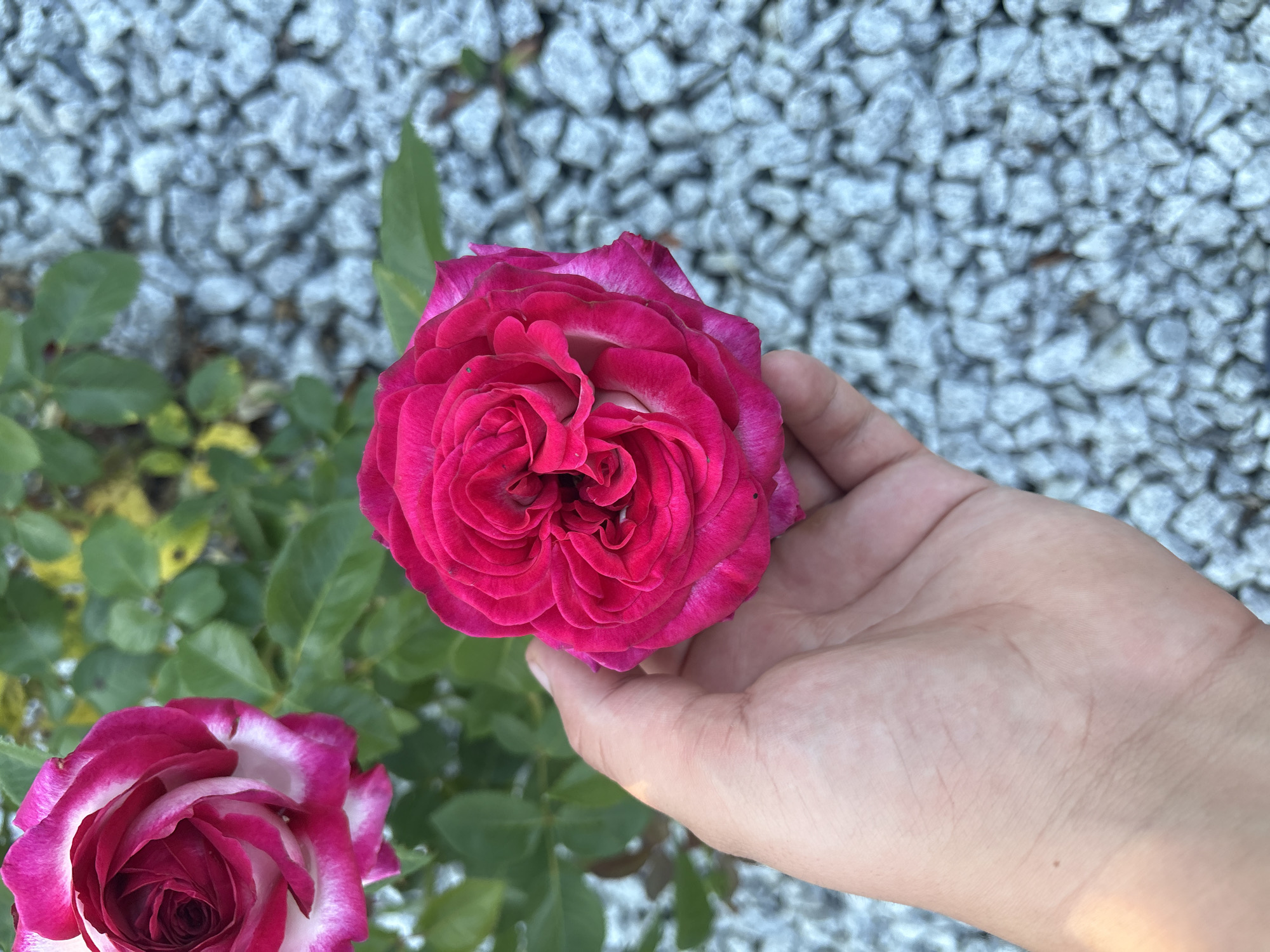 In Drożki, Poland, a close-up, eye-level, over-the-shoulder shot captures a person's hand holding a vibrant pink rose. The rose is in full bloom, with tightly packed petals displaying a gradient from deep fuchsia at the center to a lighter pink edge, tinged with white. Behind the rose and hand, a background of lush green rose leaves and light gray gravel is visible. To the left, another pink and white rose is partially in frame, out of focus. The lighting suggests it is daytime.