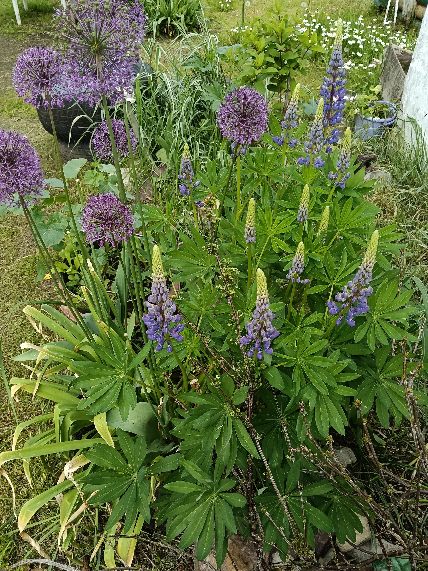 This image showcases a vibrant garden scene in Красный Маяк, Russia, filled with purple flowering plants under soft, diffused daylight. The main subjects are several ornamental Alliums and a large clump of Lupinus.
The Alliums feature distinctive large, spherical flower heads composed of numerous small, star-shaped purple florets, standing on tall, slender green stalks. They are scattered throughout the left and mid-sections of the frame. Adjacent to them, and prominently in the lower right, are the Lupinus plants, recognizable by their broad, palmate green leaves and upright, spiky flower stalks. Many of these spikes are adorned with dense clusters of purple flowers, while others reveal tight, greenish-yellow buds at their tips, indicating ongoing blooming.
The garden floor is covered with various green foliage and grasses. In the background, hints of a rustic setting include a black tire, possibly used as a garden border or planter, a light-colored stone or concrete element, and a blue bucket. Small white flowers, possibly daisies, dot the grassy areas further back. The absence of harsh shadows suggests an overcast day or a period of gentle sunlight. There is no visible human activity or text in the image.