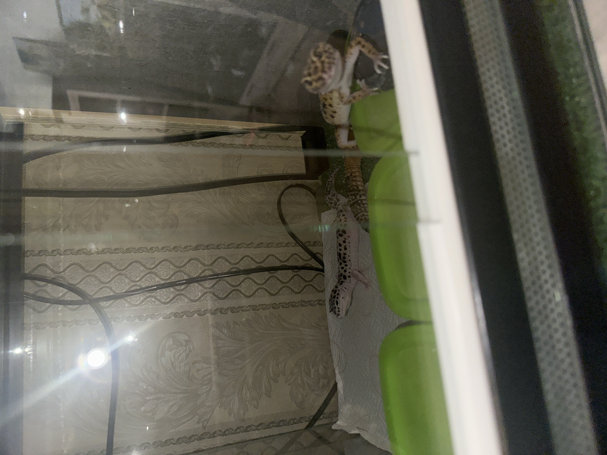 The image depicts three leopard geckos housed within a glass terrarium. The front gecko, positioned towards the right, has a yellowish-brown base color with dark spots and is perched on a dark, possibly rocky, surface. It faces forward, with its head slightly raised. A second gecko, appearing lighter with distinct dark spots, rests on white paper towels in the center-left. A third gecko, partially obscured behind the front gecko, is visible with a patterned tail and body.
Within the terrarium, two prominent green, dome-shaped objects (likely hides or bowls) are visible in the foreground. The substrate appears to include paper towels in one area and possibly artificial grass or a dark substrate in another. Electrical wires run vertically along the back wall of the enclosure.
The background, viewed through the transparent walls of the terrarium, consists of patterned curtains, predominantly light-colored with a repeating ornate design. Reflections of an indoor environment, including a vertical structure that might be a doorframe or window, are visible on the glass. Bright light sources cause significant glare and reflections on the upper portion of the glass, obscuring some details.
There are no discernible features in the image to confirm the location as Moscow, Russia. The scene appears to be an indoor, domestic setting.