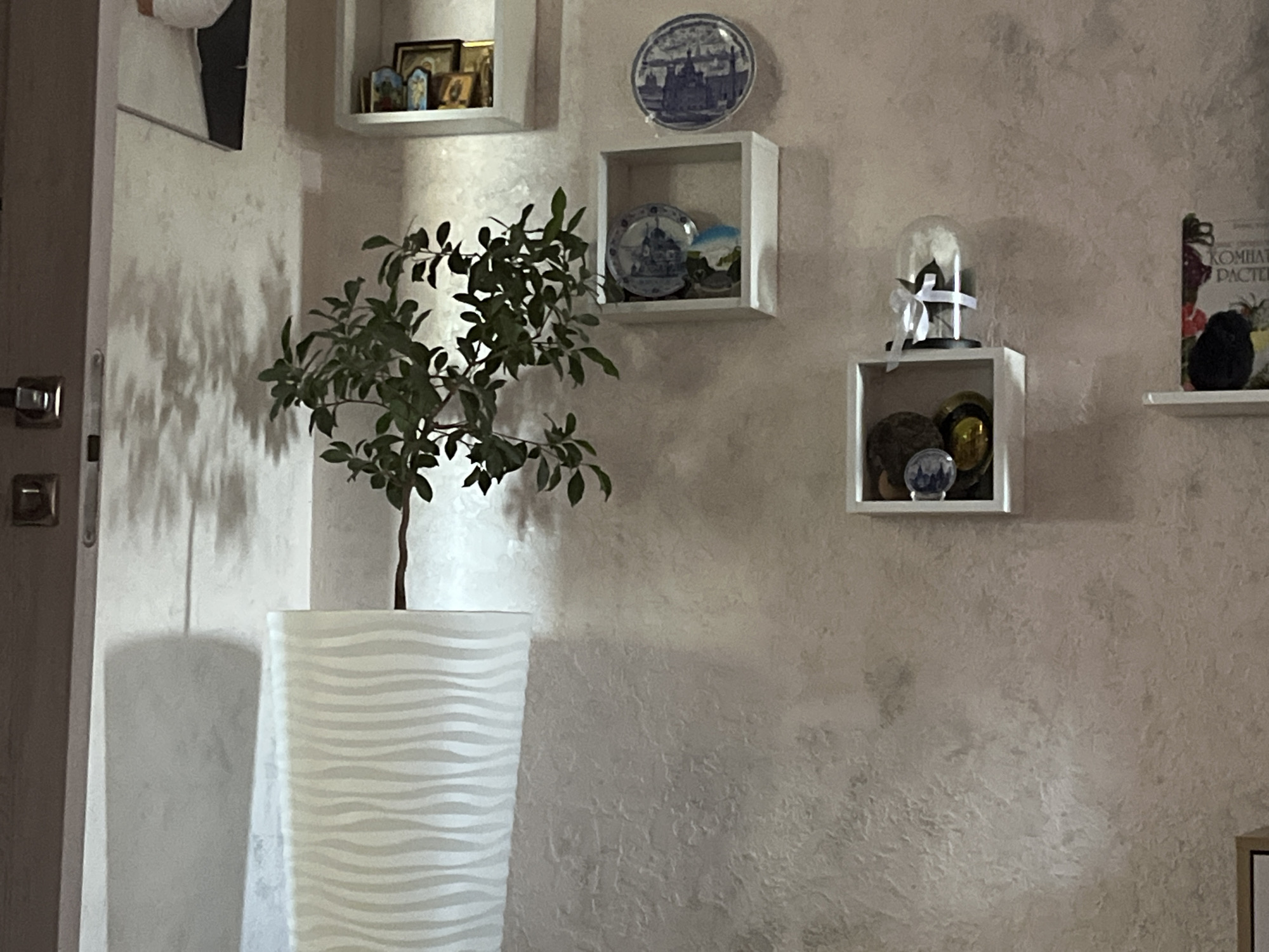 The image depicts an indoor scene, likely a room in a house or apartment, with a textured, pale pink wall as the backdrop. On the wall, several white floating shelves are arranged. The top shelf displays a collection of small framed religious icons. The shelf below it holds a decorative blue and white plate with a cityscape. Another shelf further down contains another decorative plate, this one featuring a Dutch windmill scene, along with some small foliage and a light blue object. The lowest shelf on this wall has a glass dome containing a preserved plant, tied with a white ribbon, and two spherical objects, one appearing to be a globe or marbles, and the other is a golden, reflective sphere. To the far right, another shelf holds a book with text in Cyrillic script, possibly related to plants, and a dark, fuzzy object, possibly a decorative bird or animal figurine. In the foreground, on the left side of the image, a tall, white, wavy patterned planter holds a leafy green plant. A door with a metallic handle is visible on the far left edge of the image, and a shadow pattern is cast on the wall to the left of the plant. The overall impression is one of a decorated living space with a focus on decorative objects and greenery. The image does not provide any specific visual cues to determine its location in Krasnyye Barrikady, Russia.